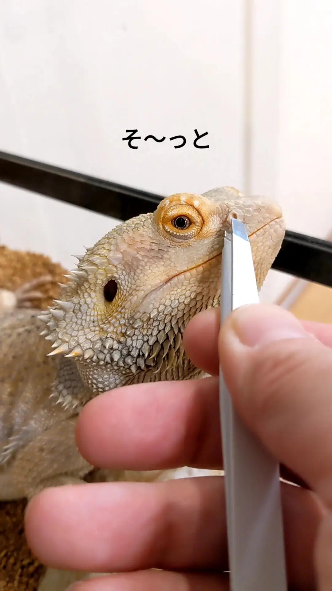 まぼろしの鼻えのき(*^^*)