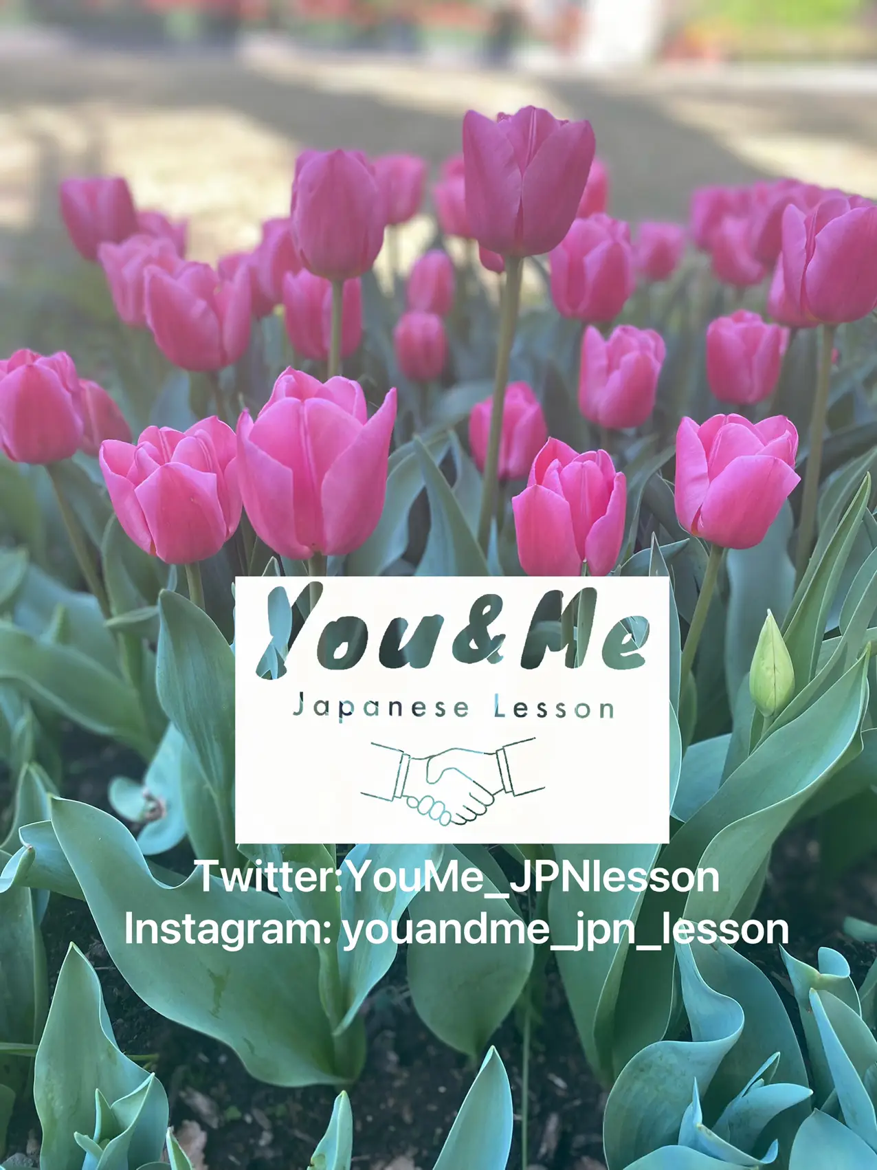 Let's study Japanese with You&Me Japanese Lesson | Yumimama sensei