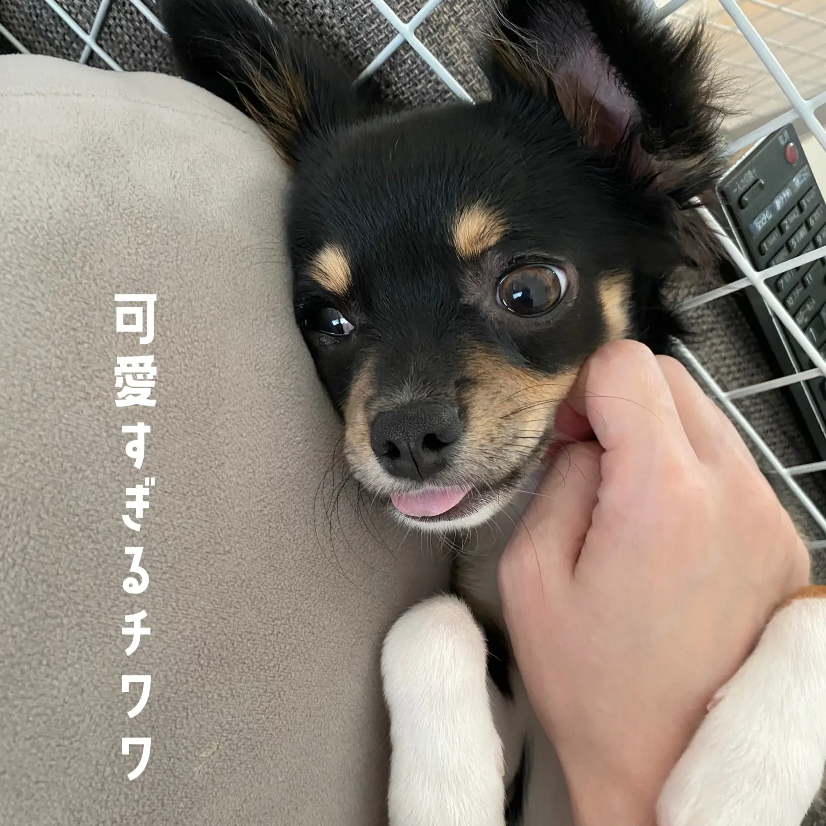 愛犬チワワ】甘えん坊ちゃん🐶💕 | Soul / 愛犬チワワ🐶が投稿した