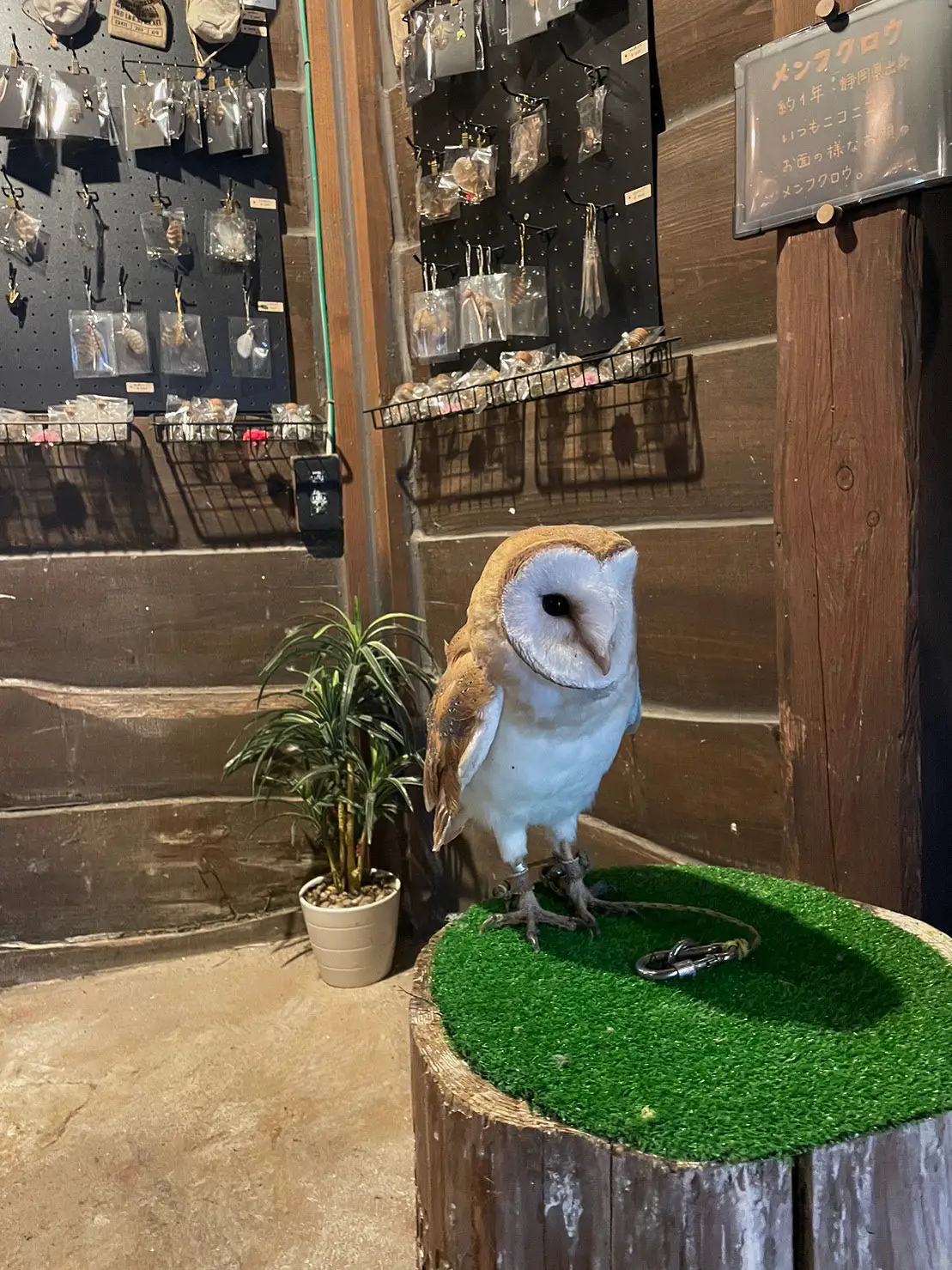 Shizuoka] Forest of Warmth (Fukumori)🦉 | Gallery posted by KOTA