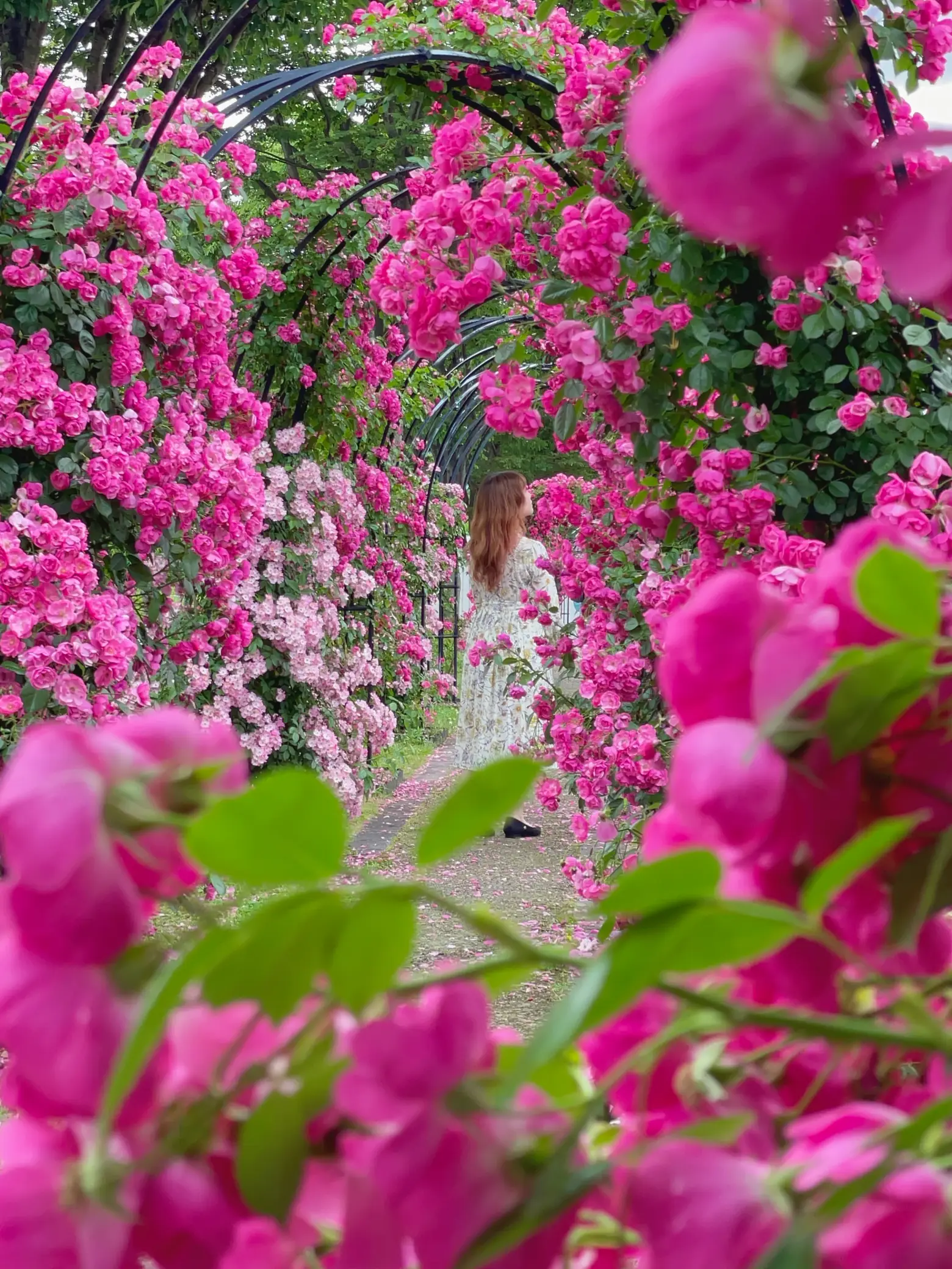 秘密の花園？バラのトンネルが無料で楽しめる薔薇園🌹 | tabinchu_you