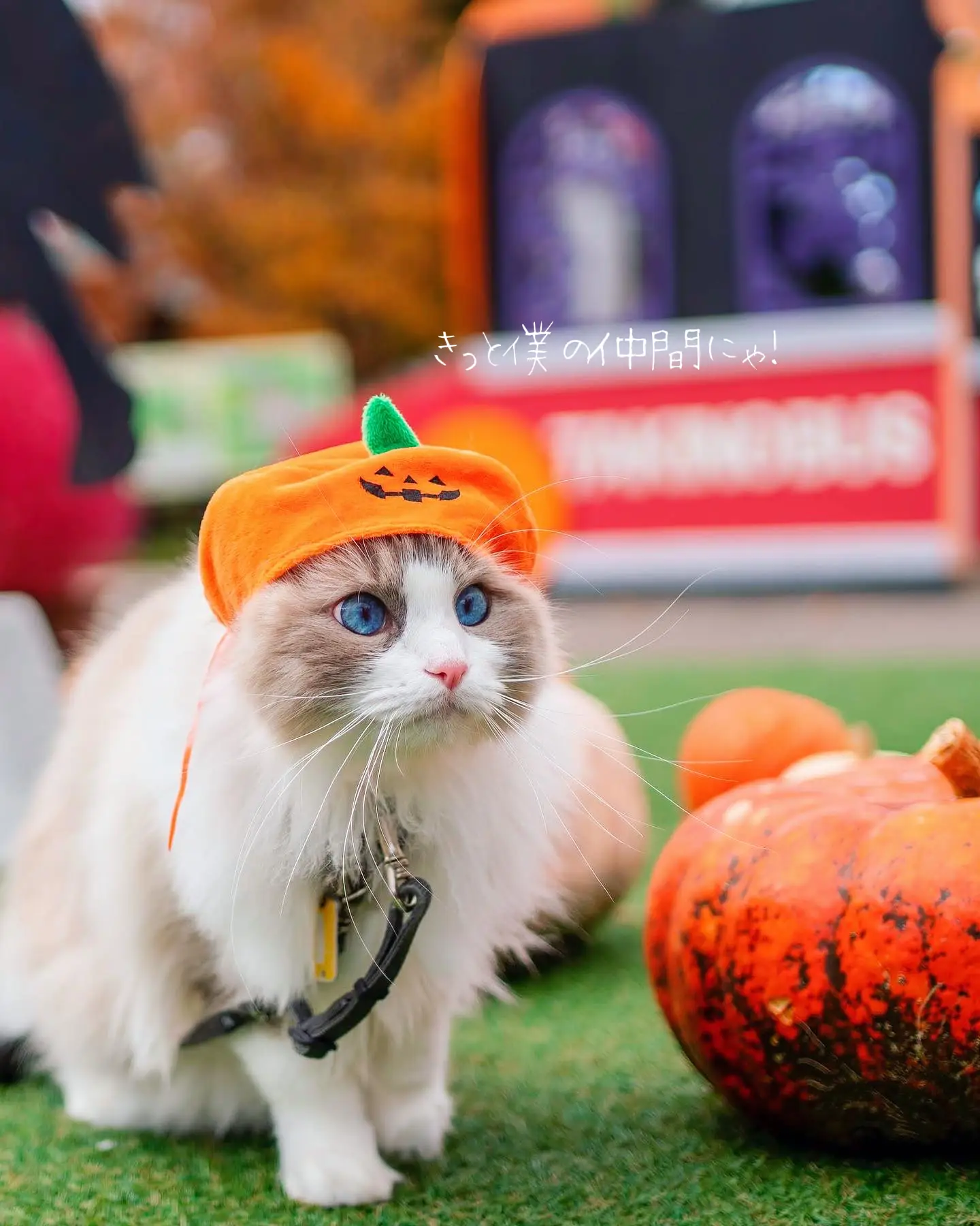 ハロウィンコスプレ2022】まる顔のねこがまるまるかぼちゃになっちゃっ