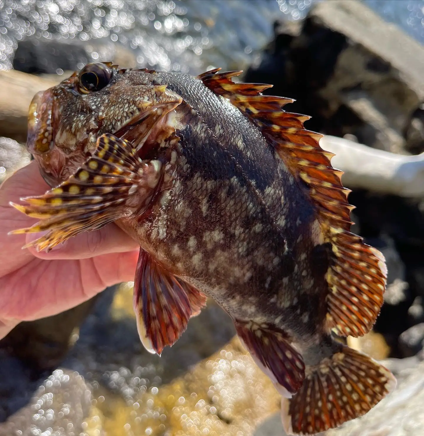 海釣り🎣た、たのしすぎます❤️ | 伊豆おかっぱり釣り🎣だいちゃんが投稿したフォトブック | Lemon8