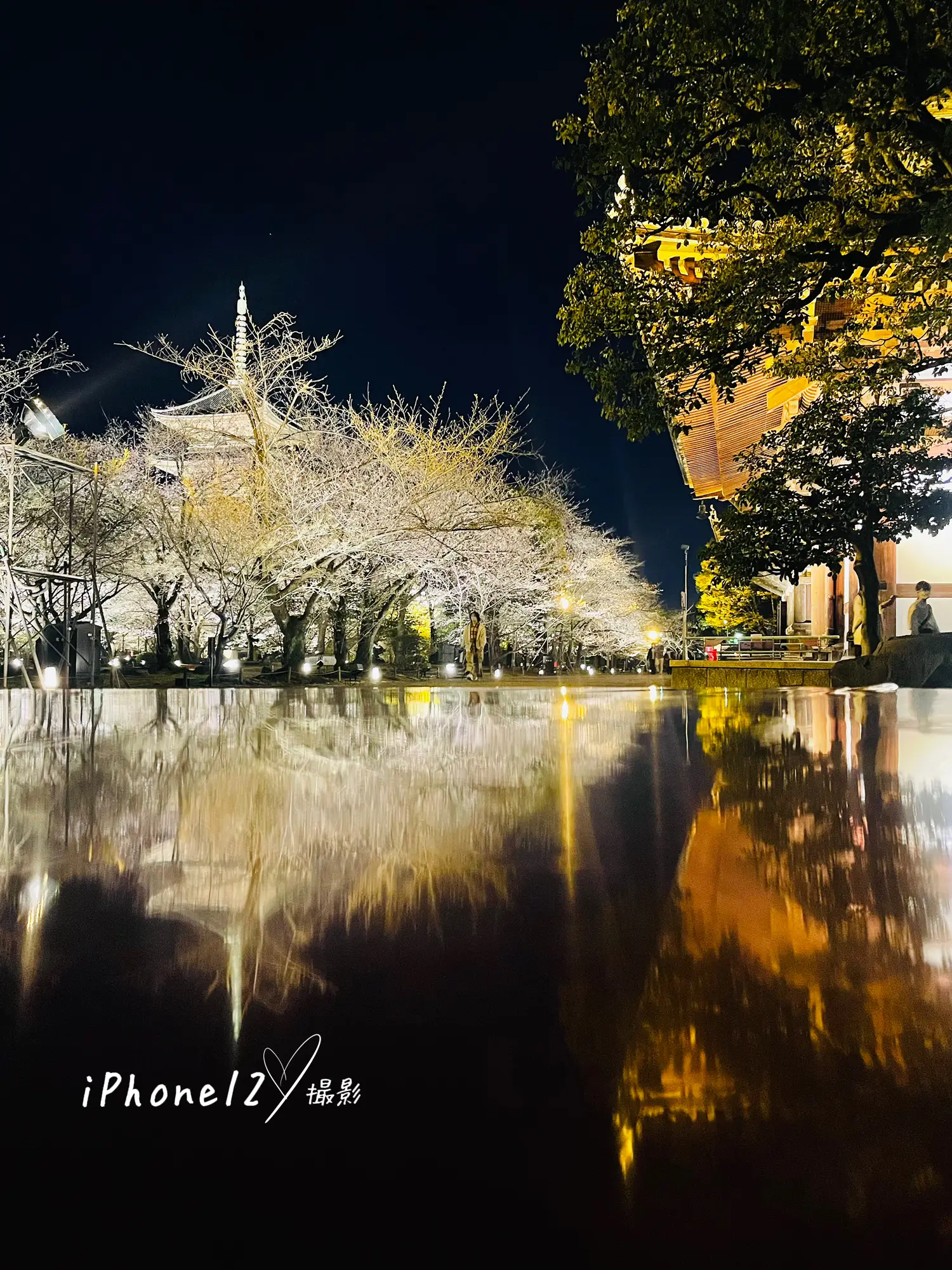 東寺桜ライトアップ開催中🌸今回は珍しい構図で撮ってみましたスマホ