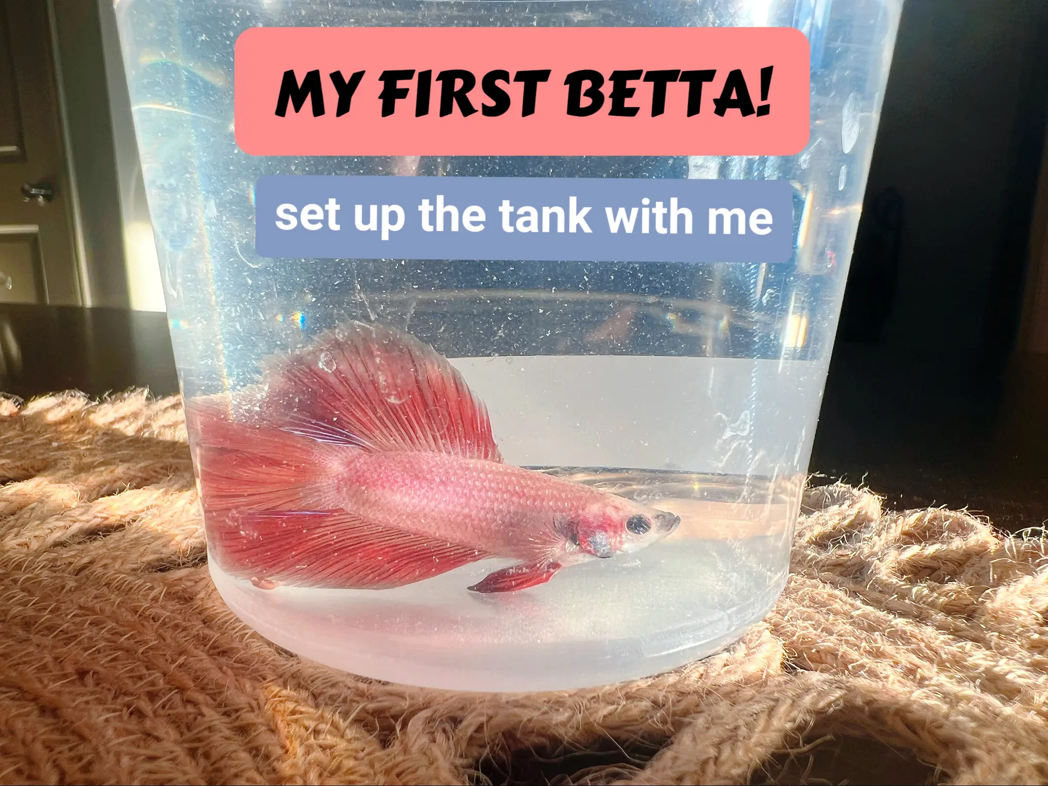 Small Betta Fish Tank, Aquarium Stater Kit, Fish Bowl Tank Set With Decor  Accessories, DIY Handmade Crafts, Xmas Gifts for Him / Her -  Finland