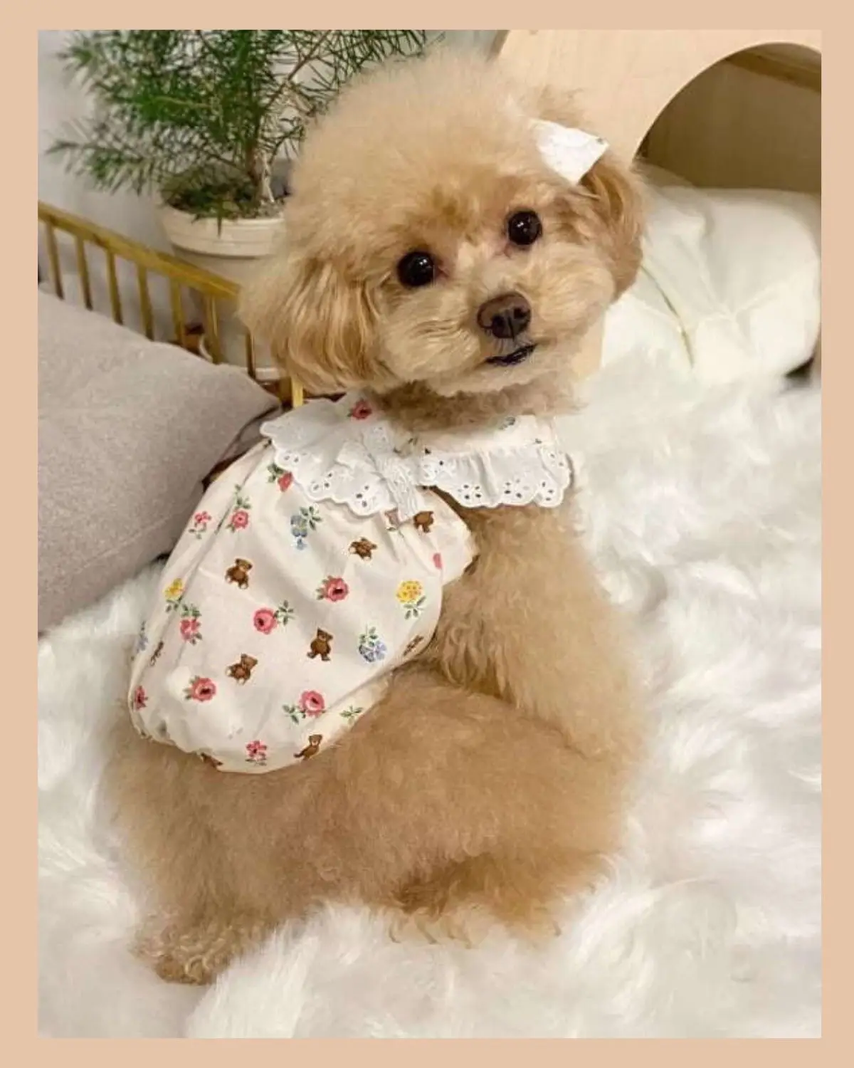 くまと花柄のワンピース🐻‍❄️👗 | cheerful dogsが投稿したフォトブック | Lemon8