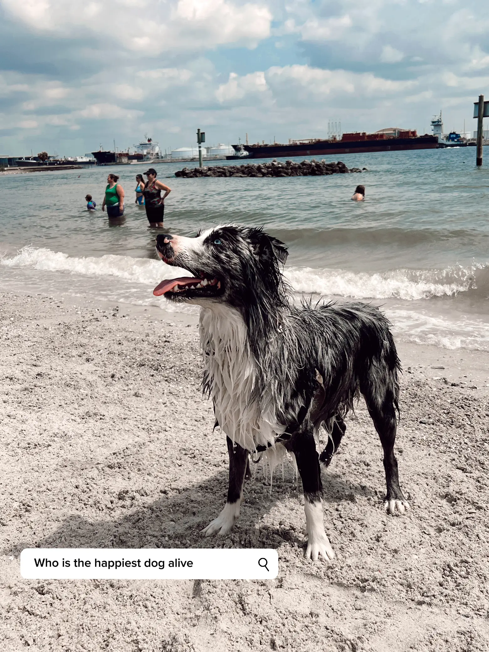 Davis Island Dog Beach | Tampa, FL | Gallery posted by Alexa Pita | Lemon8