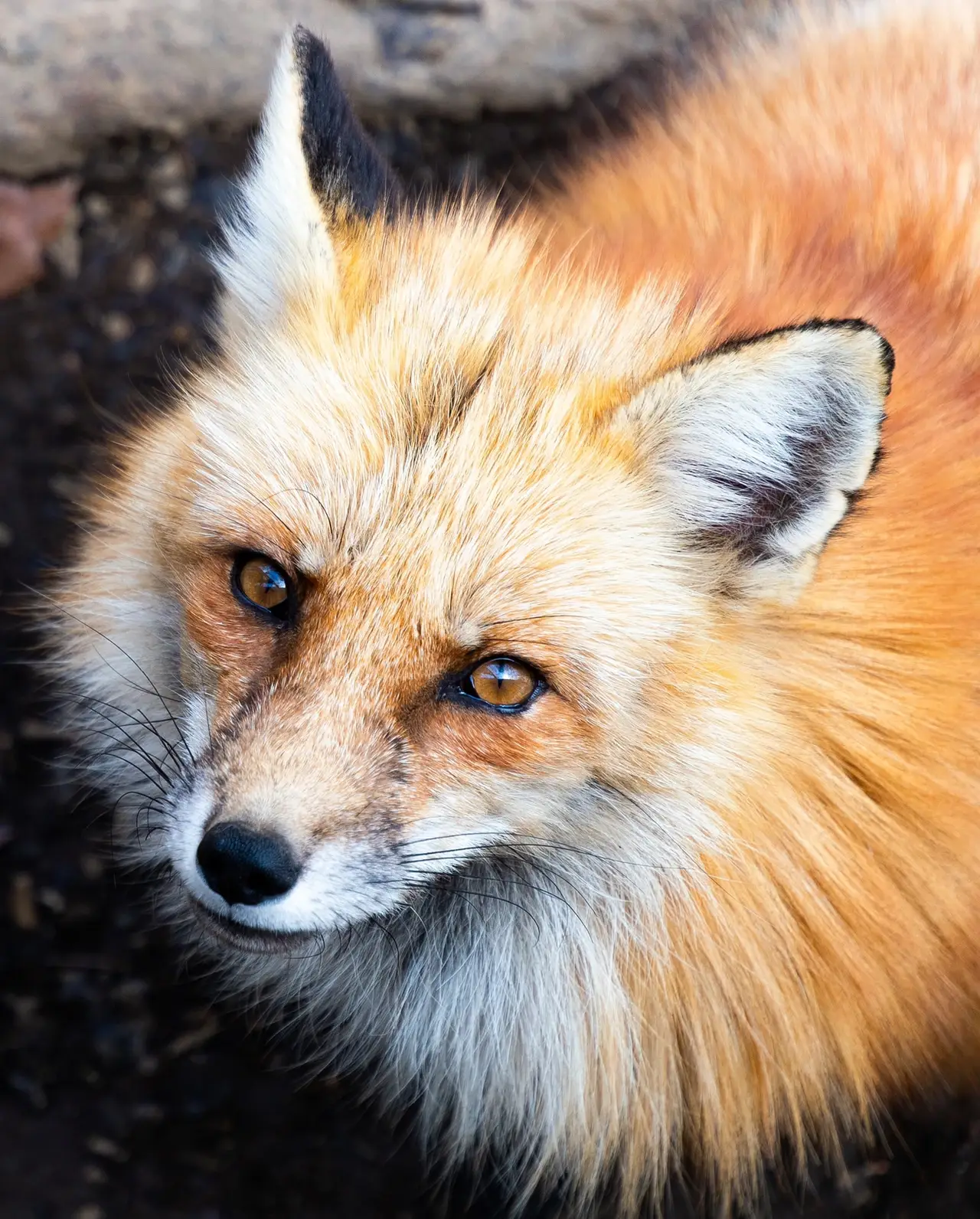 オファー ペットとしてキツネを飼いたいと思っている場合はしっかりと