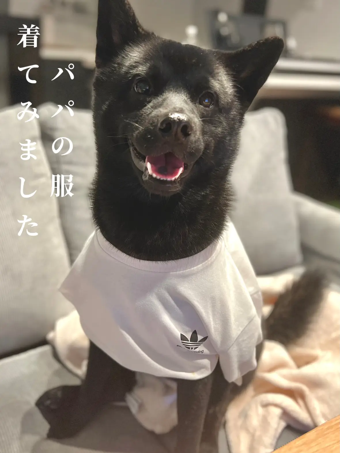 甲斐 犬 服 人気 サイズ