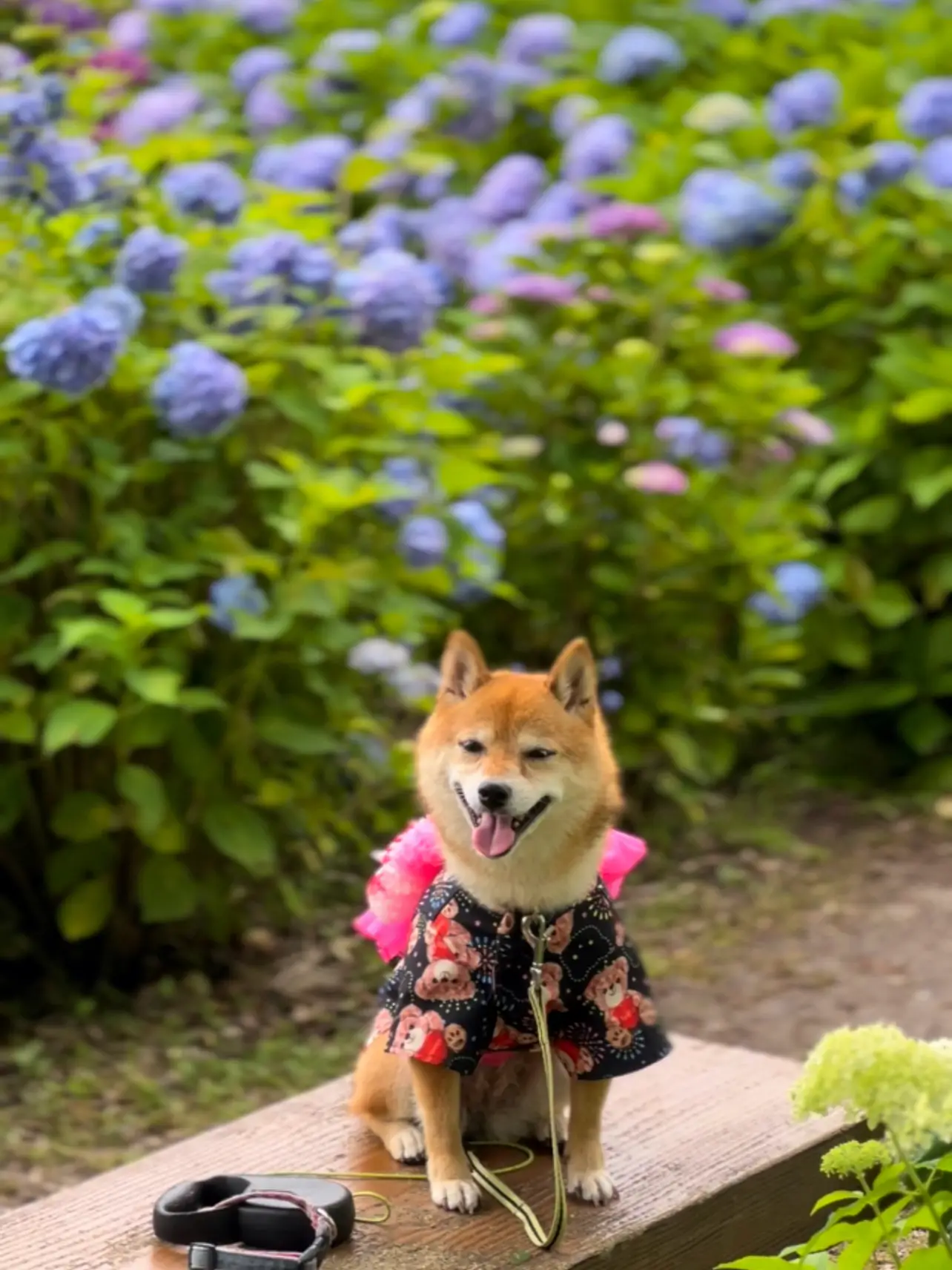 もりやま芦刈園 オファー ペット