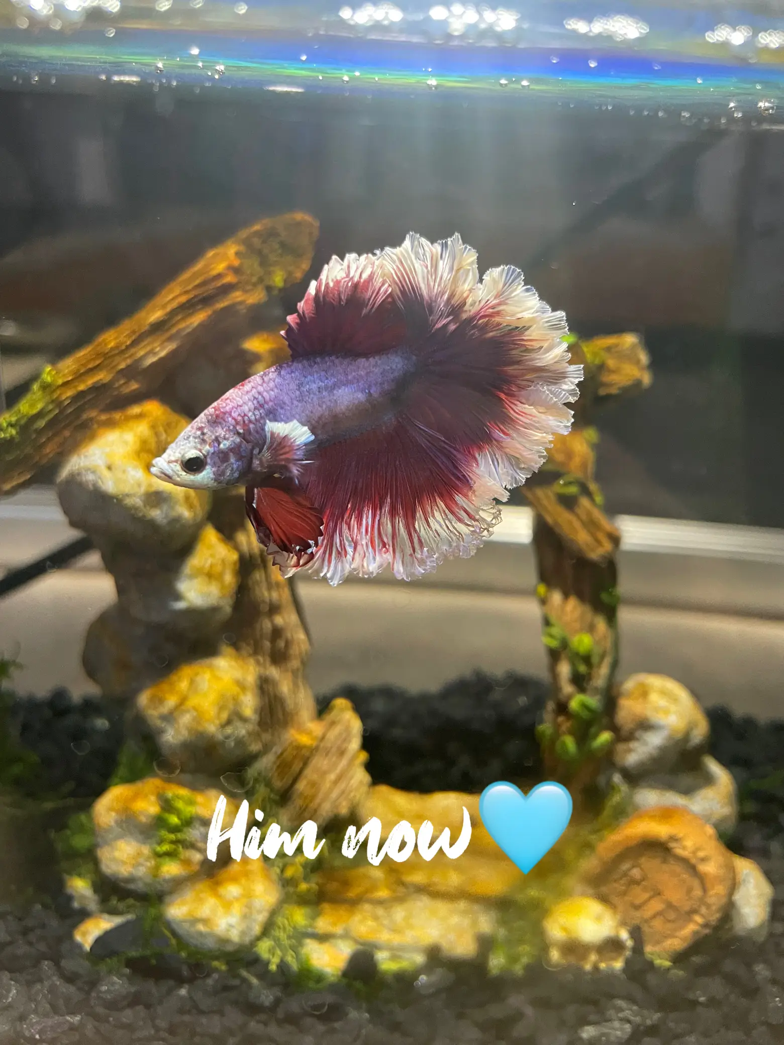 How To Decorate A BETTA FISH Tank? 