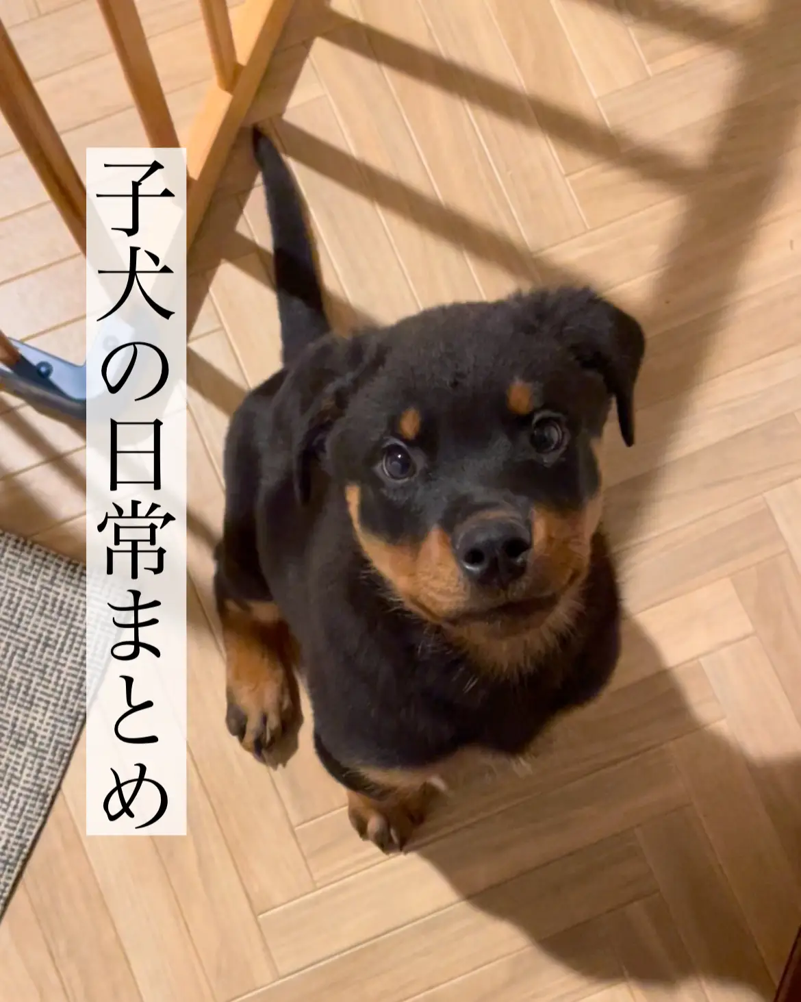 先月購入しましたが、我が家は大型犬なので、別の物を購入 ついに再販