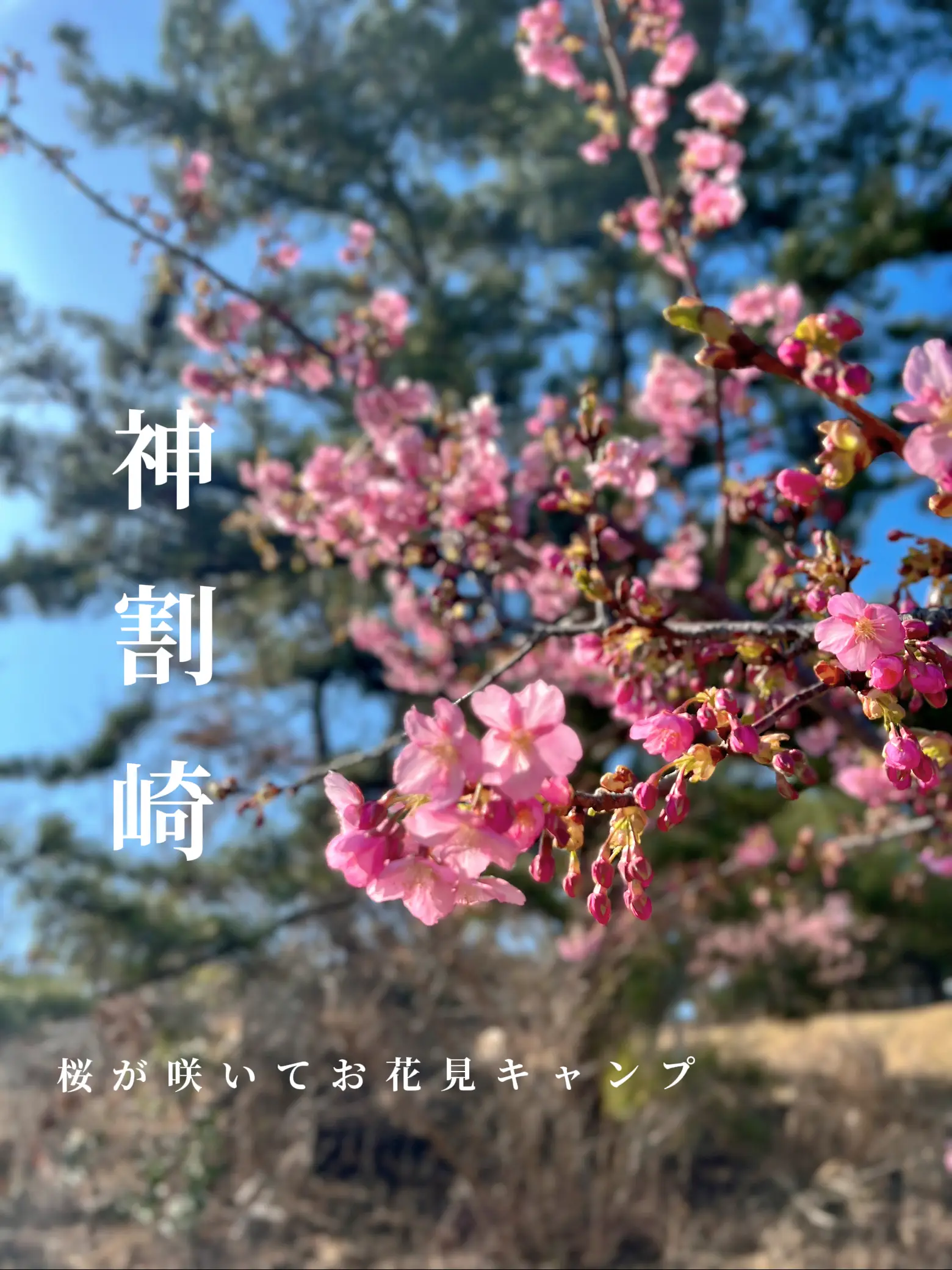 神割崎 桜が咲いてお花見キャンプ〜神割崎キャンプ場〜 | u_ba_worldが投稿したフォトブック | Lemon8