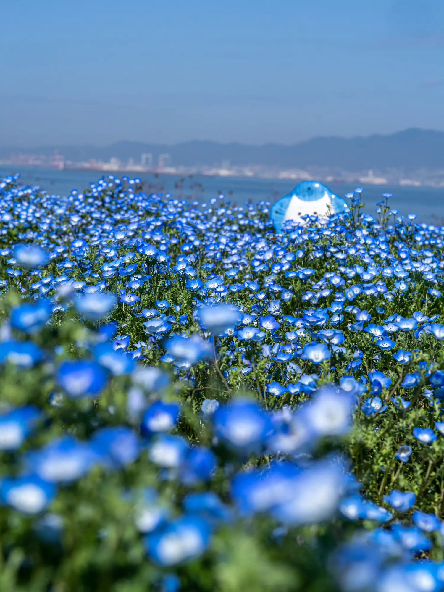 大阪-ネモフィラ祭り100万株の青い花✨桜と菜の花とネモフィラが同時に