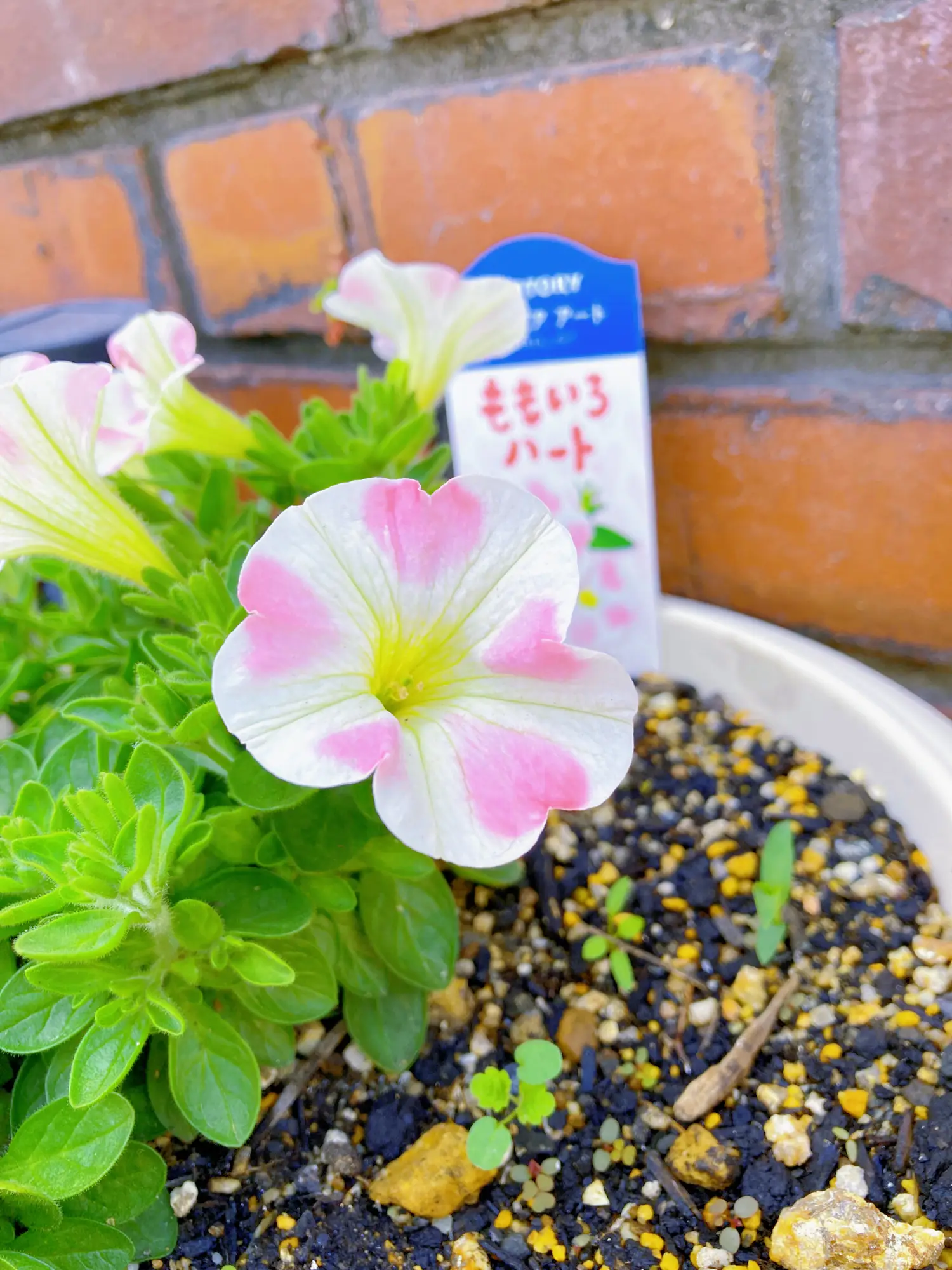 雨も上がってお花もにっこり🌼 | 深月🌙.*·̩͙が投稿したフォトブック ...