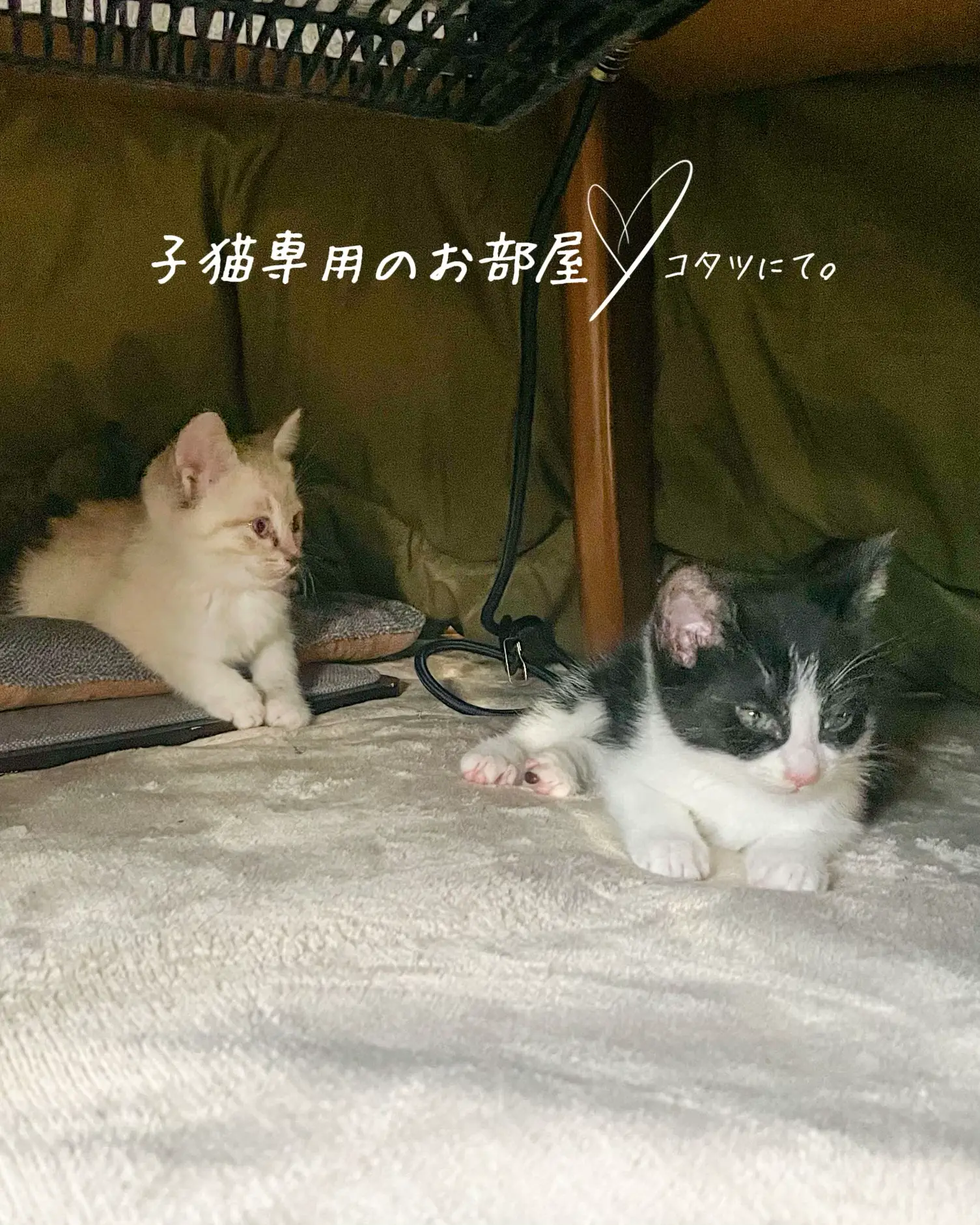 滋賀の新店-ネコがいるカフェ(/・ω・)/にゃー! neko+cafe ニコノシッポ