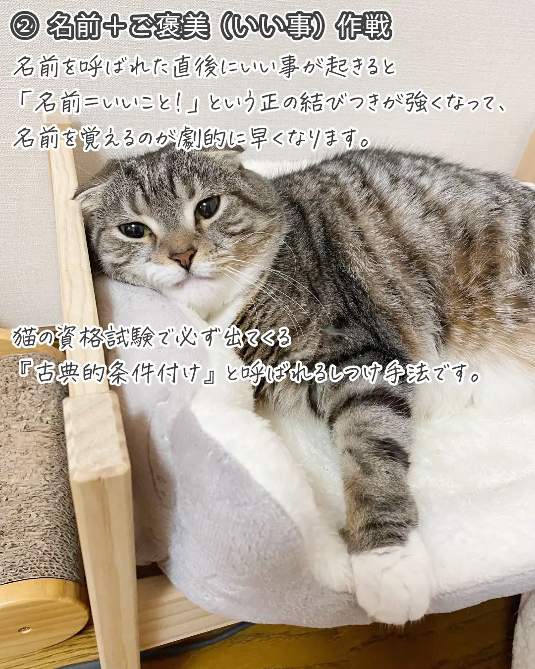 迷い猫についた名前 - Lemon8検索