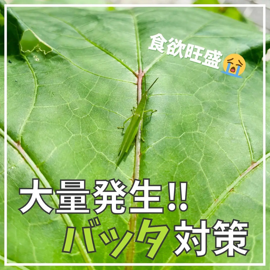 【大量発生要注意】バッタ対策 | ばう|小さな家庭菜園役立つ情報が投稿したフォトブック | Lemon8