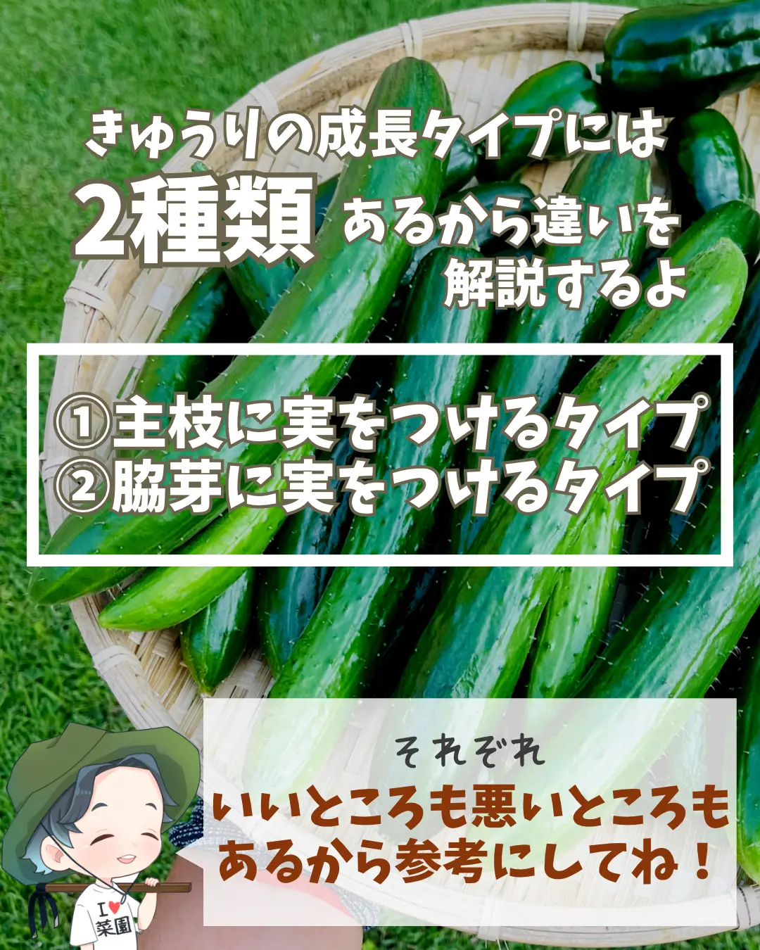 植えてみませんか？今から￼植えれば取れるかも！！とげなし。たら