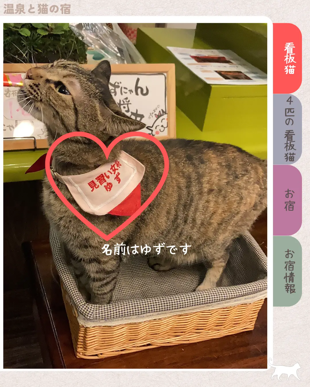 大分看板猫】猫女将のいるお宿 | 【モノコ】インスタみてね?が投稿 