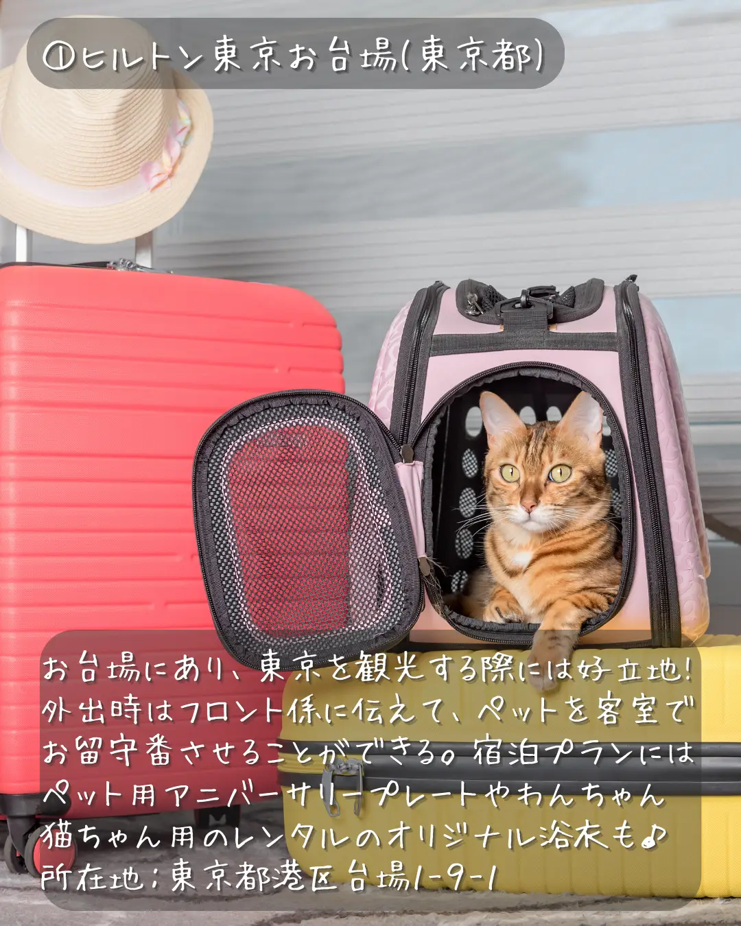猫好き 旅行 - Lemon8検索