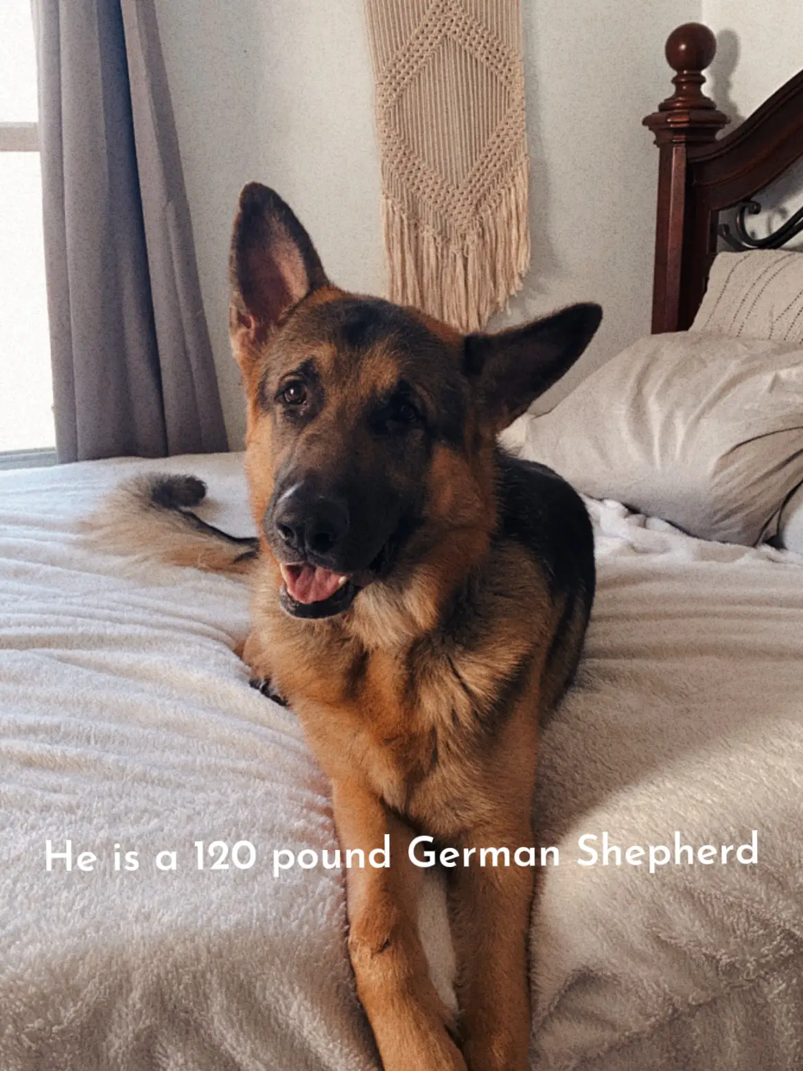 Shops 120 pound german shepherd