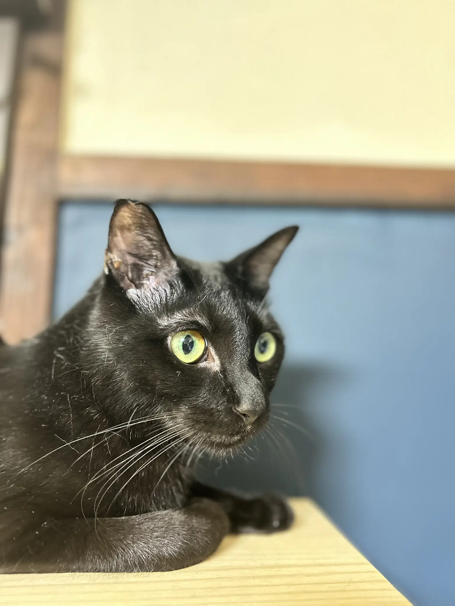 🐾雨だねぇ🐾 | 令和のねこすけ(黒猫専門アカ)が投稿したフォトブック