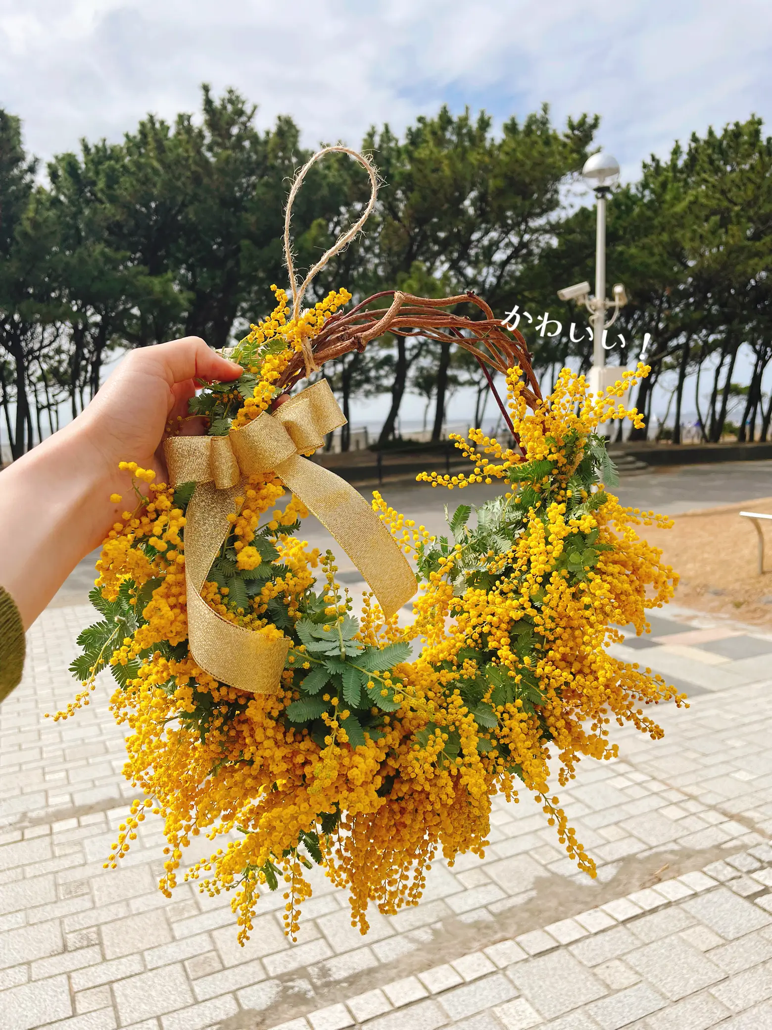 1.ミモザ切花100サイズ 1.ミモザ切花100サイズ 【公式通販】