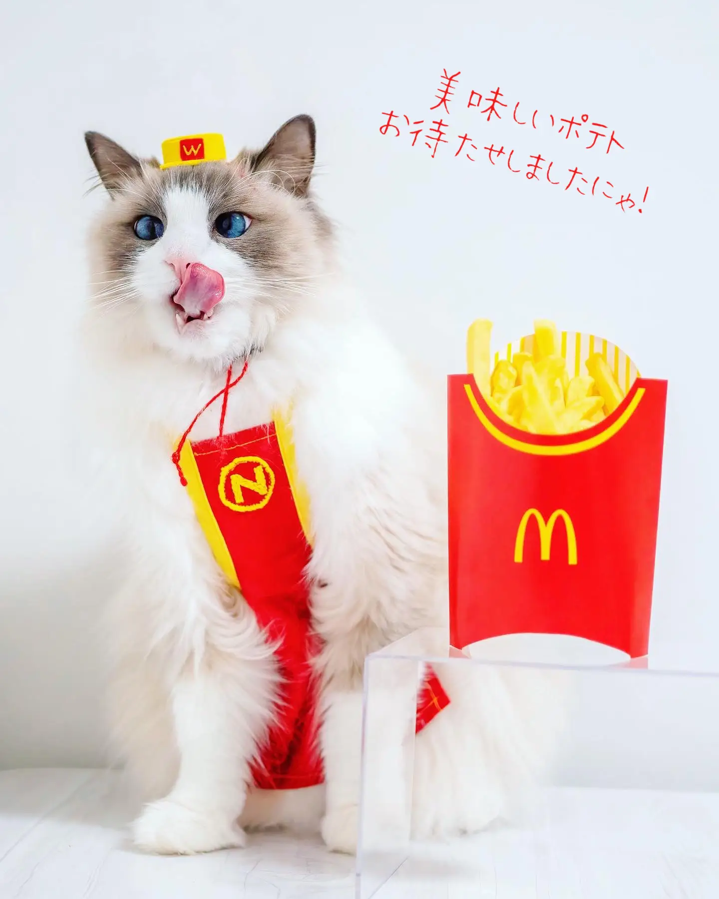 マクドニャルドの店長になった猫🍟 | ぱるのえ♡北海道で暮らす犬と猫