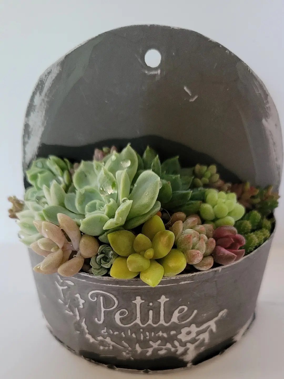 ミニリメ缶、ミニ鉢チマチマ🌿寄せ植え | succulent..mikiが投稿した