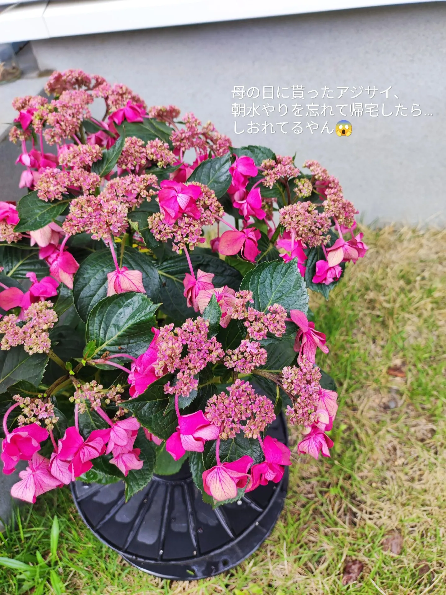 やべぇ…紫陽花、死んだと思ったわ…😇 | ふみ🏠暮らしのアレコレ✍が投稿したフォトブック | Lemon8