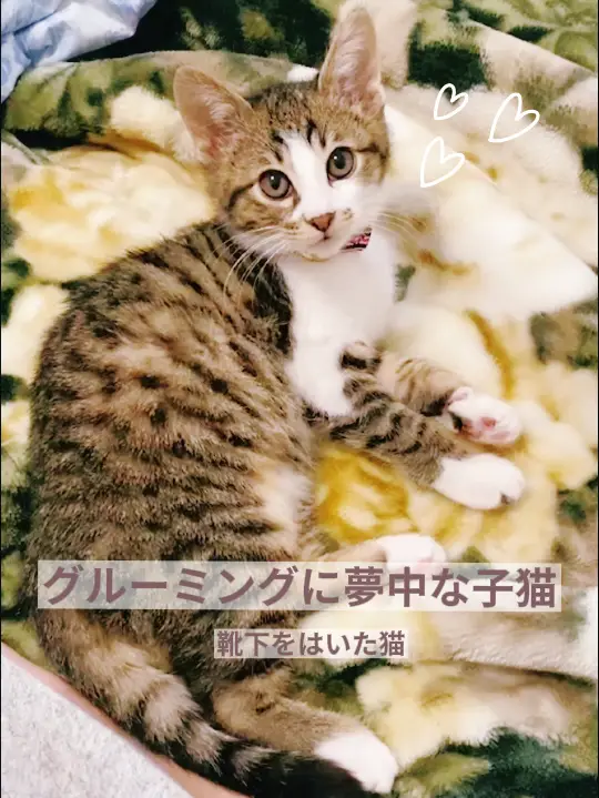 日本からも購入 にに❤️猫と生活様 リクエスト 2点 まとめ商品 | www