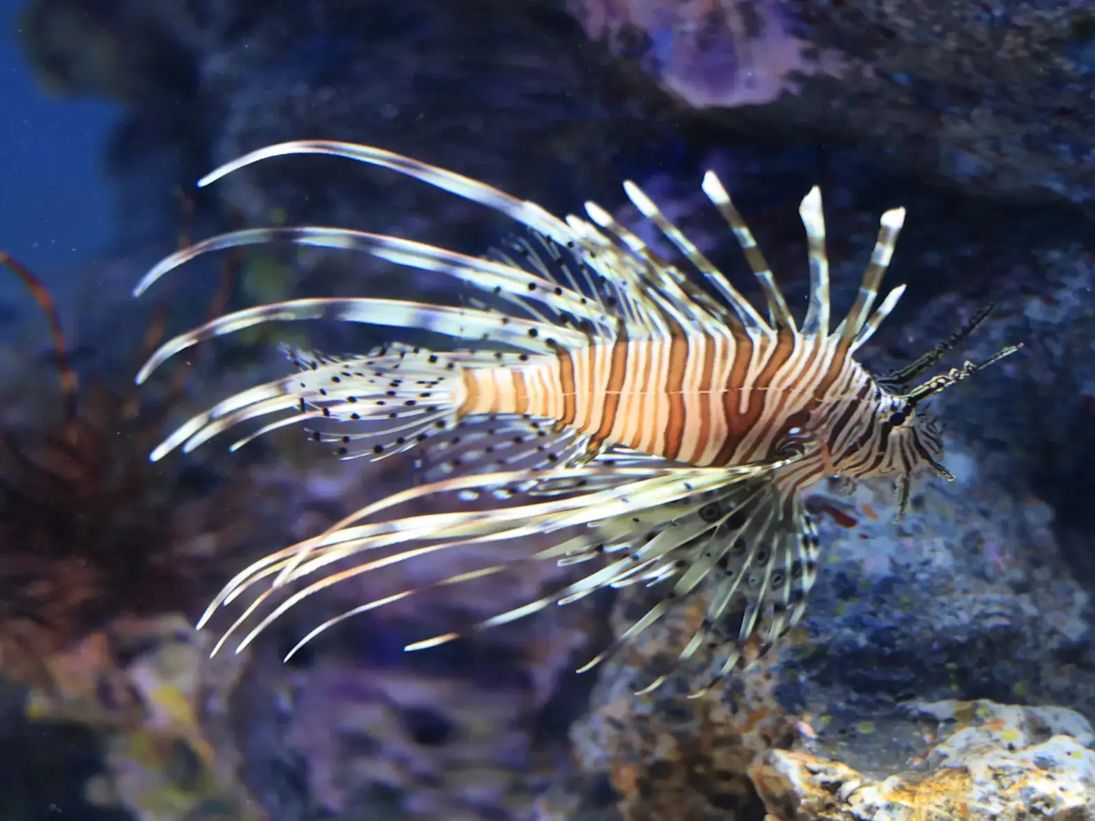 神戸]新しく出来た劇場型水族館 aquarium✖︎Art「atoa アトア」に行っ