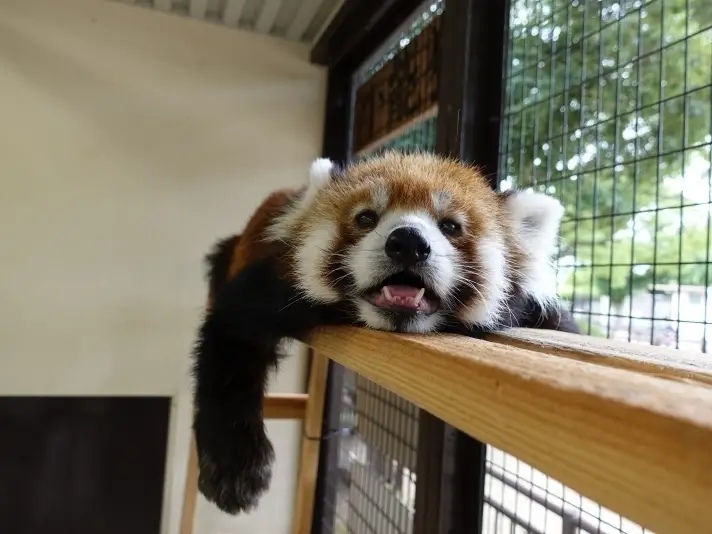 姫路動物園 安い ベビーカー