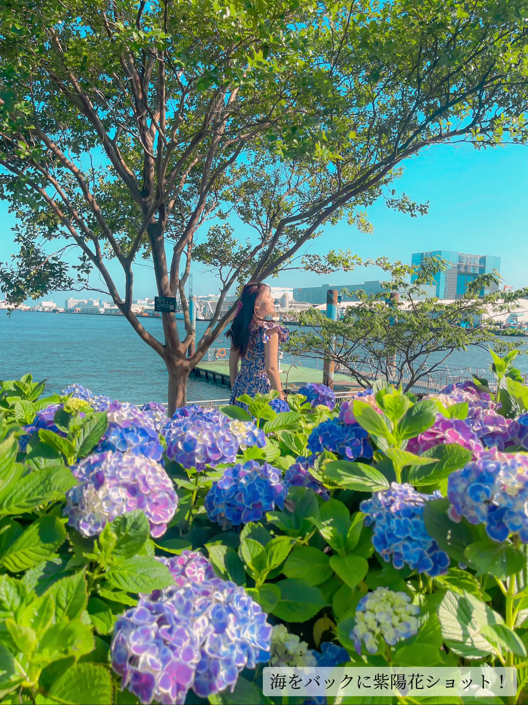 絵ワンちゃんと紫陽花