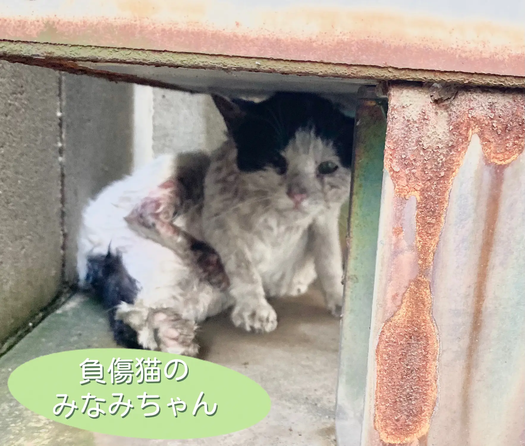 やんちゃな小猫　ポイントカード　早い者勝ち！！ 激レア  ザ・RED\u203c️日を追うごとに紅さ増し増し | フレンチブルドッグ