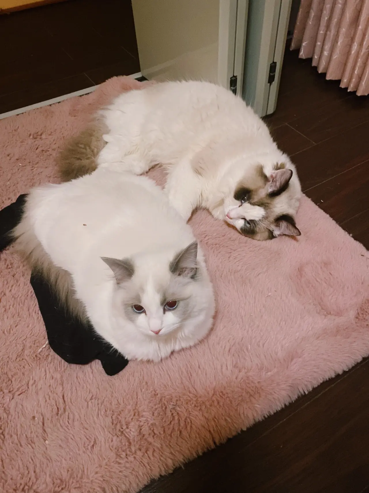 眠り猫、三兄弟 | 大猫と小猫❤️ラグドール専門が投稿したフォトブック | Lemon8