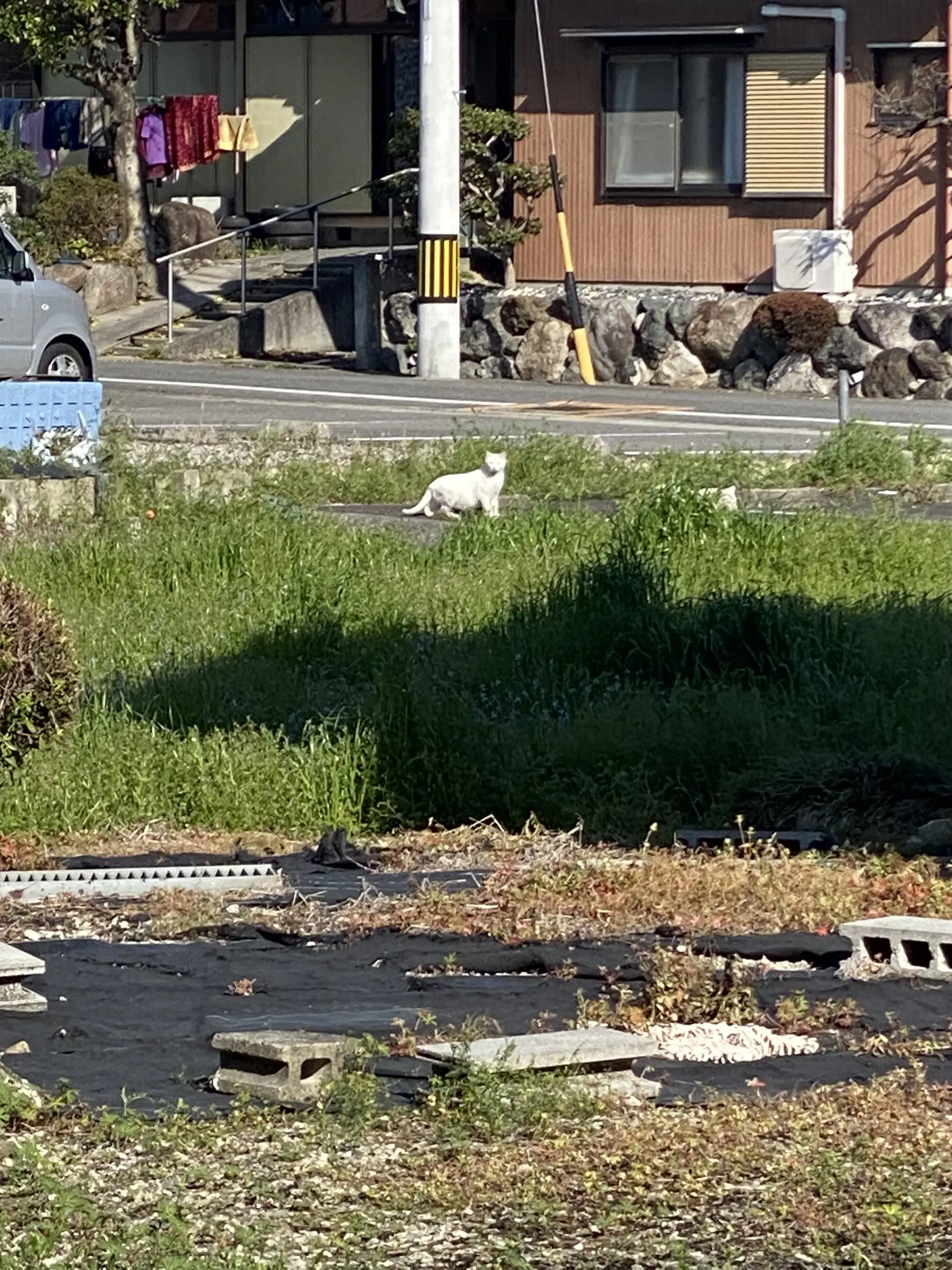 まさかの雪見だいふくやったぁぁ🐈🐈おまんじゅう影分身 | mon06が投稿