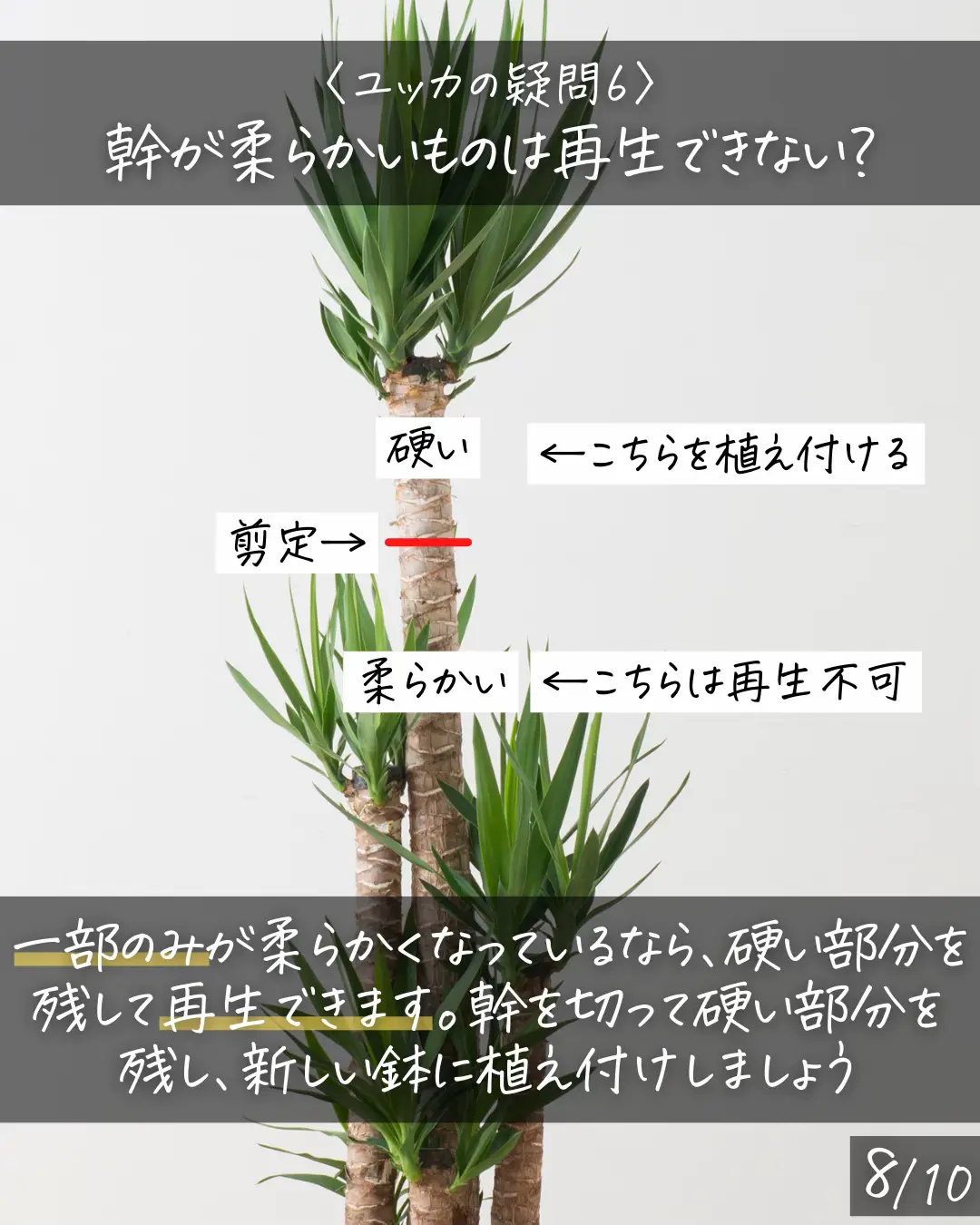 根腐れには注意！〉ユッカ(青年の木)の疑問にお答え！ | しゅう | 観葉植物の育て方が投稿したフォトブック | Lemon8