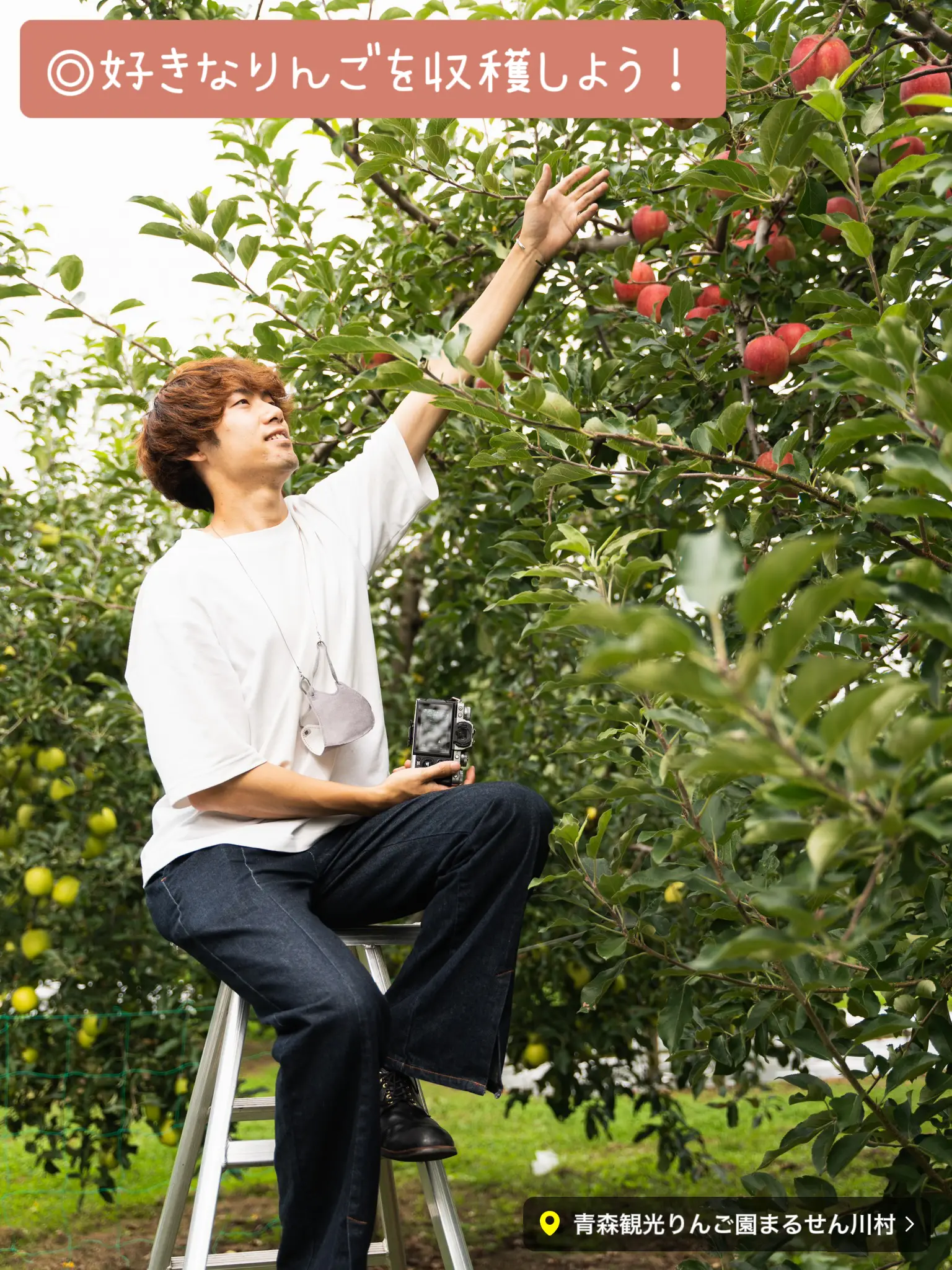 Cospa strongest orchard where you can pick real apples for only 300 yen ...