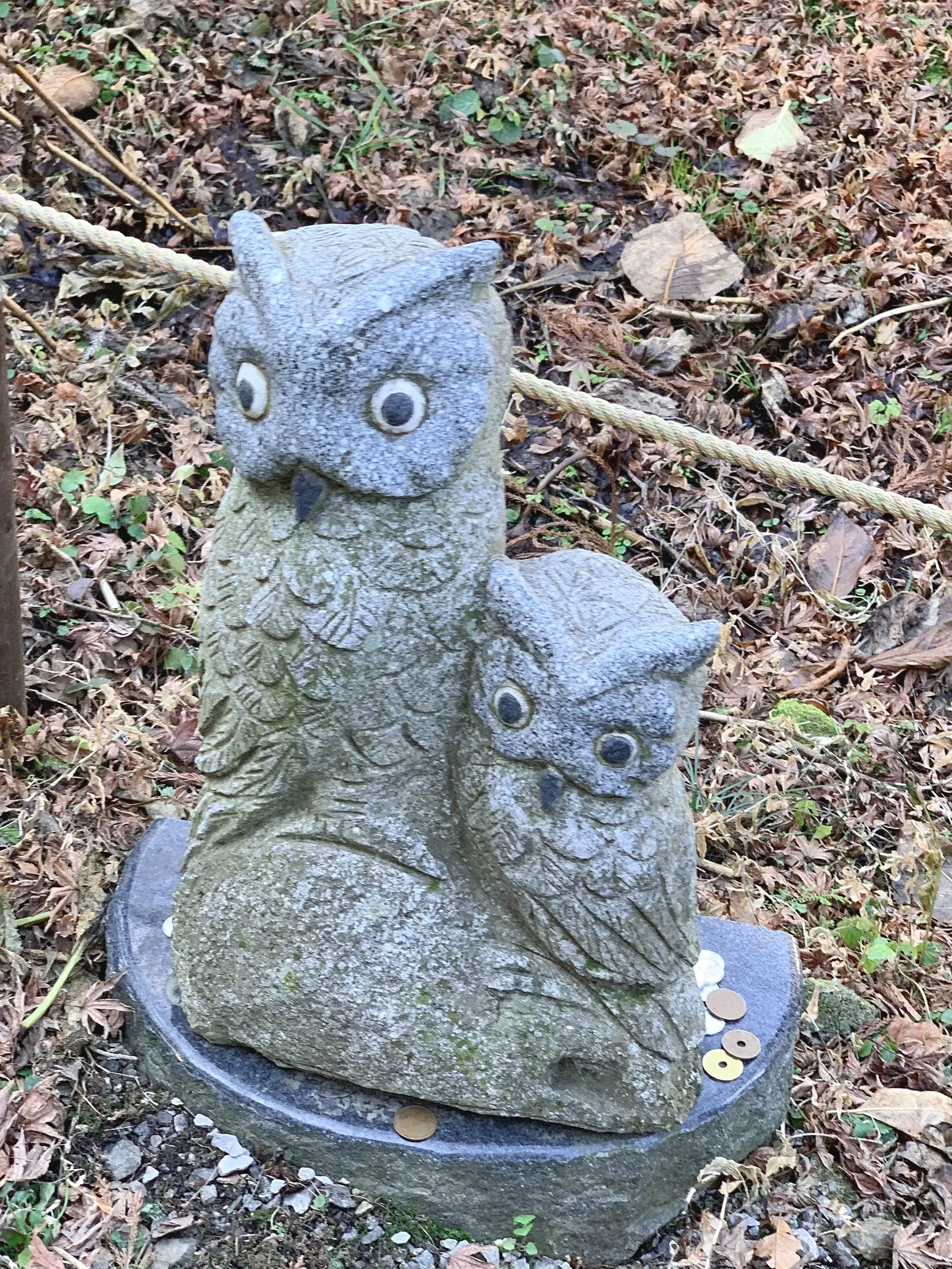 日本一のフクロウがいる珍しい神社⛩️ | tutuが投稿したフォト