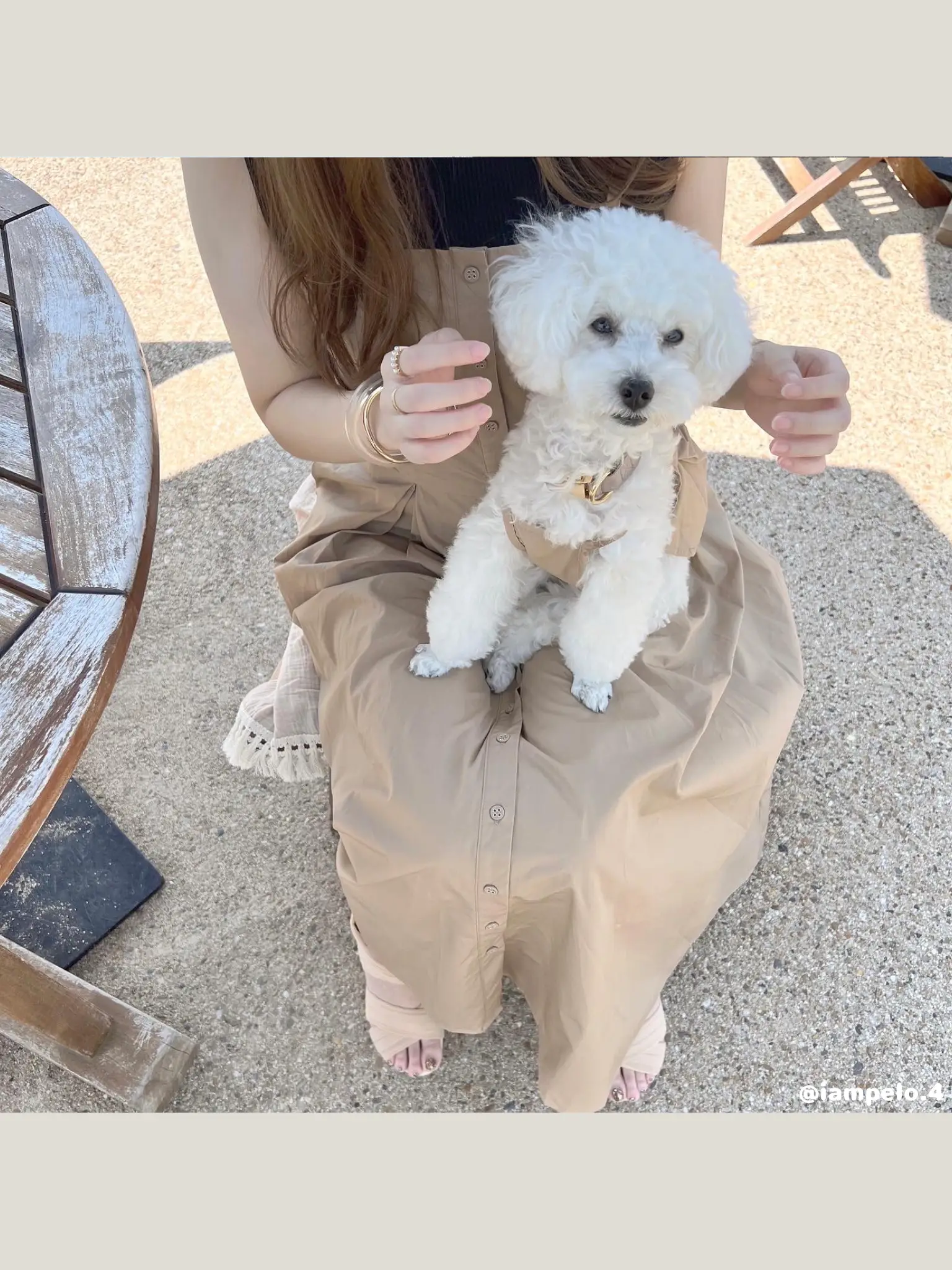 おしゃれすぎる犬服🐶✨ママとリンクコーデ   | 𝘱𝘦𝘭𝘰🐾 トイ