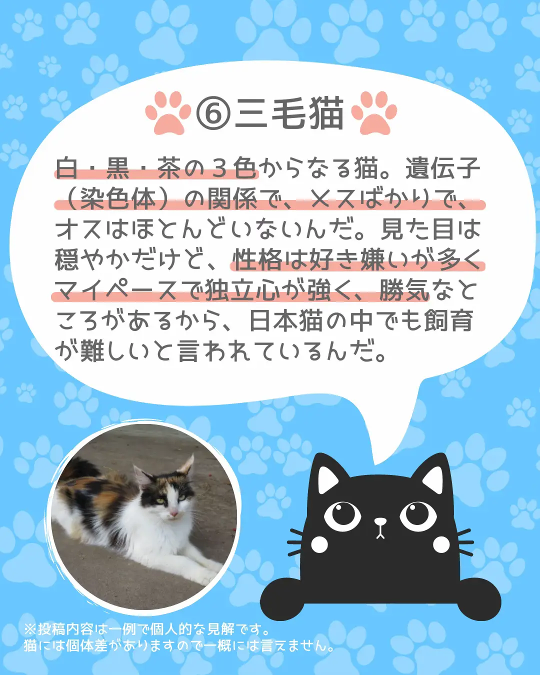 カワイイ猫種類 - Lemon8検索