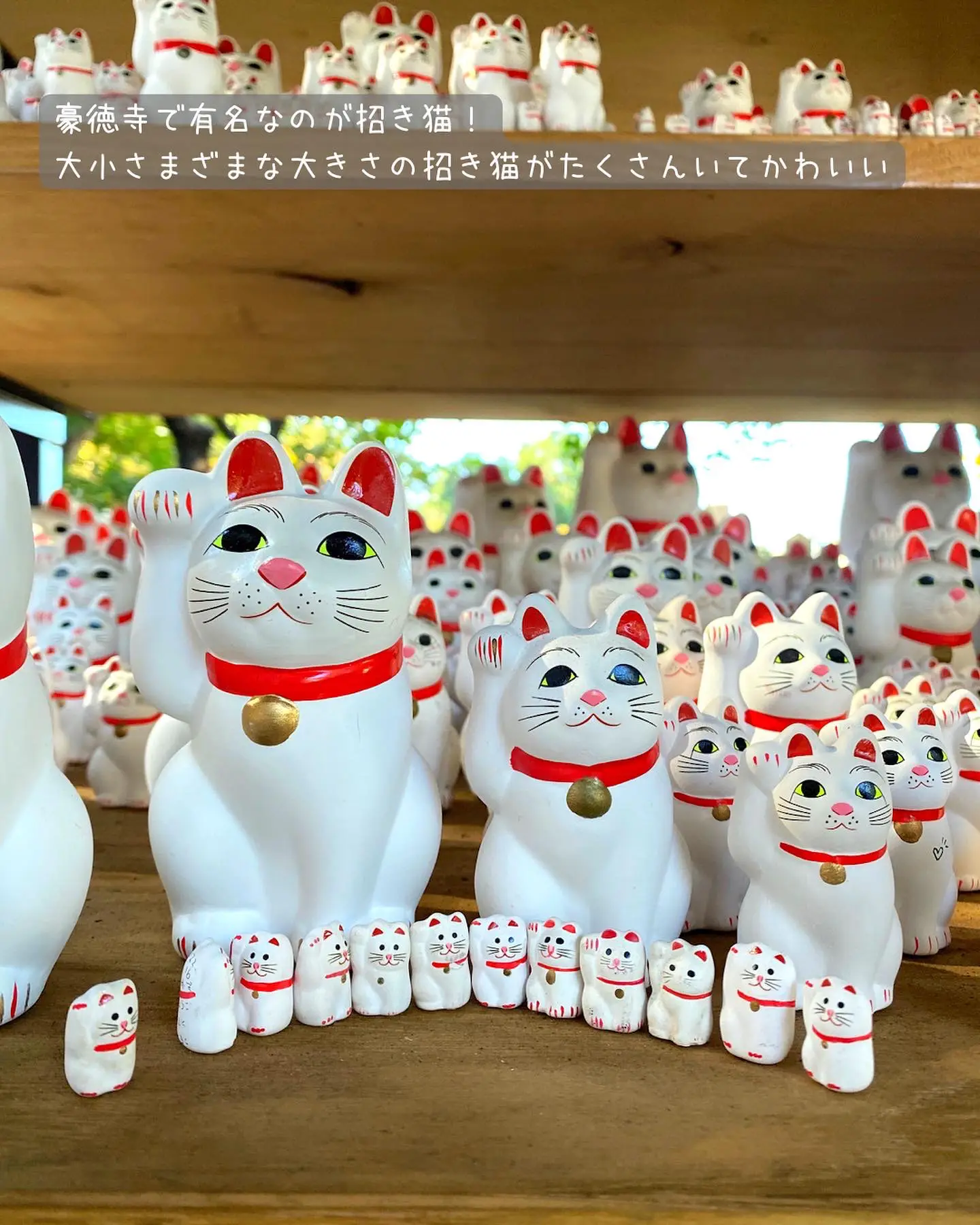 たくさんの招き猫に会えるお寺 | がみが投稿したフォトブック | Lemon8