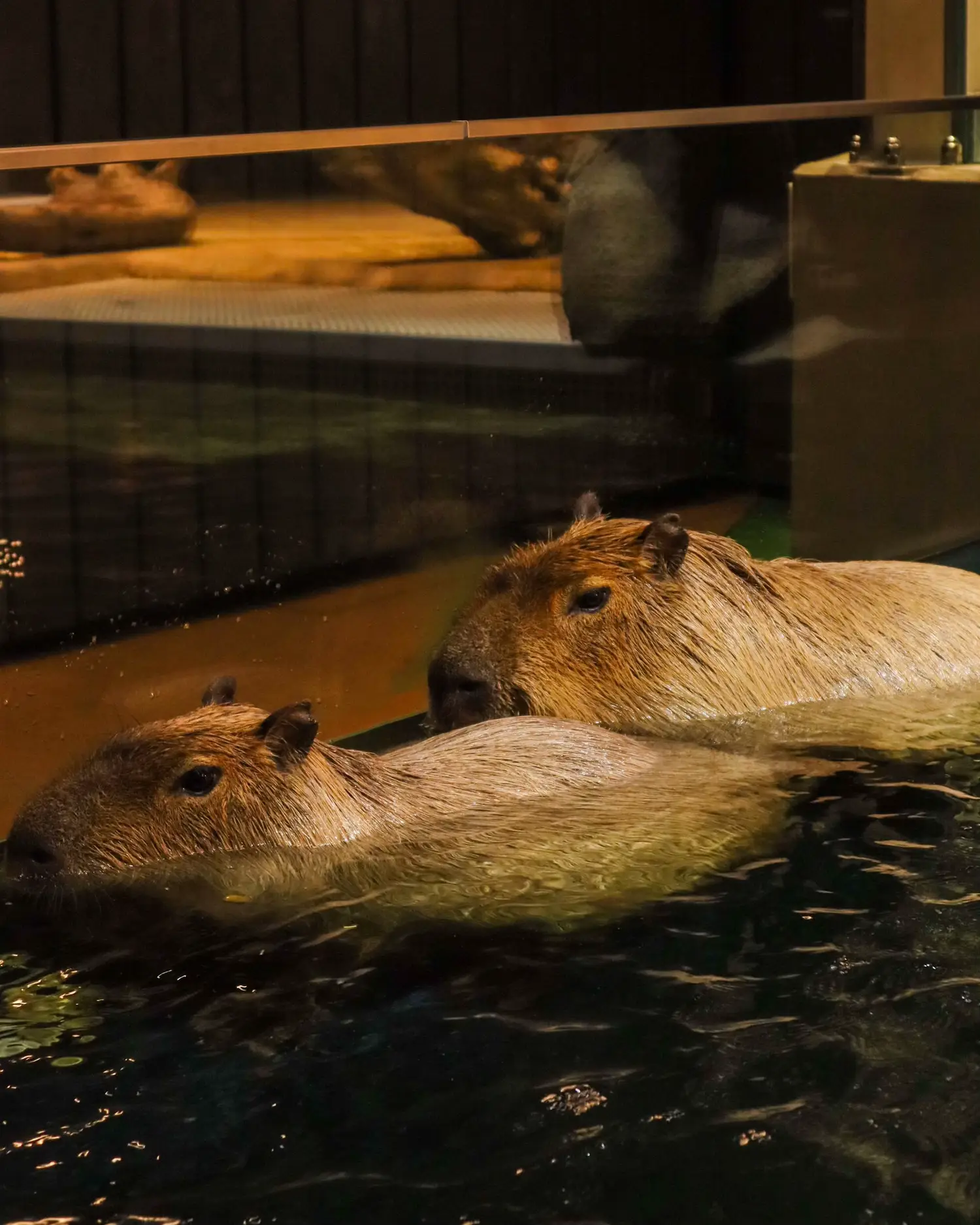 最先端の水族館！アートとアクアリウムが融合した新感覚水族館アトア