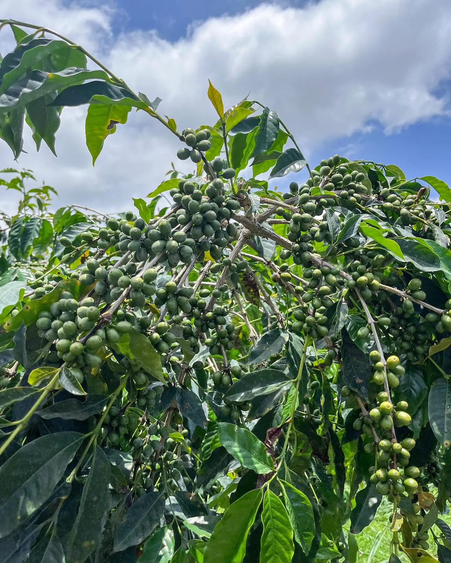 ドトールコーヒー農園 ハワイ島 - Lemon8検索