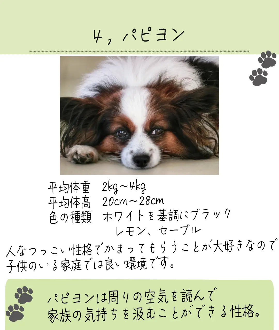 オーダー パピヨン×チワワ へし折っ りゅうび 