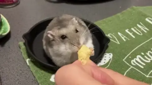 こんにちは🐹