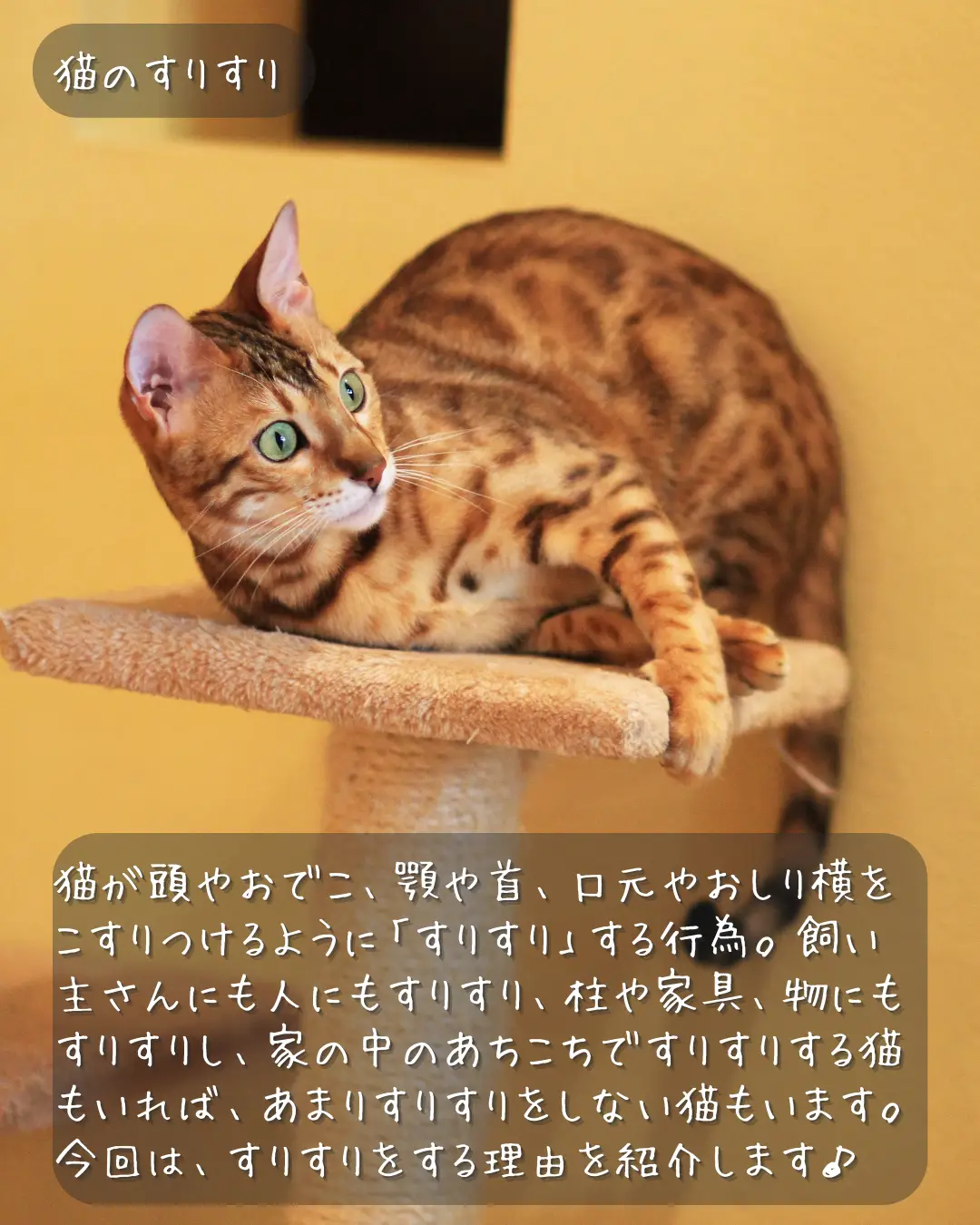 猫スリング Lemon8検索