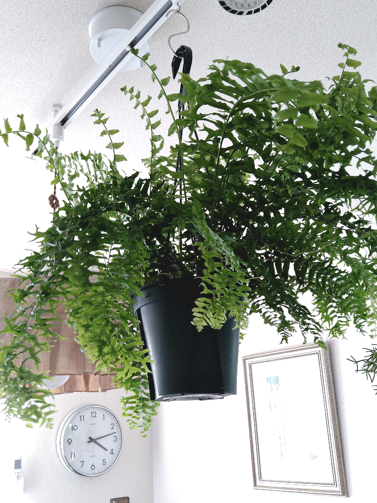 【植物図鑑】ツディ（たぶん） | I NO IRO / イノイロが投稿したフォトブック | Lemon8